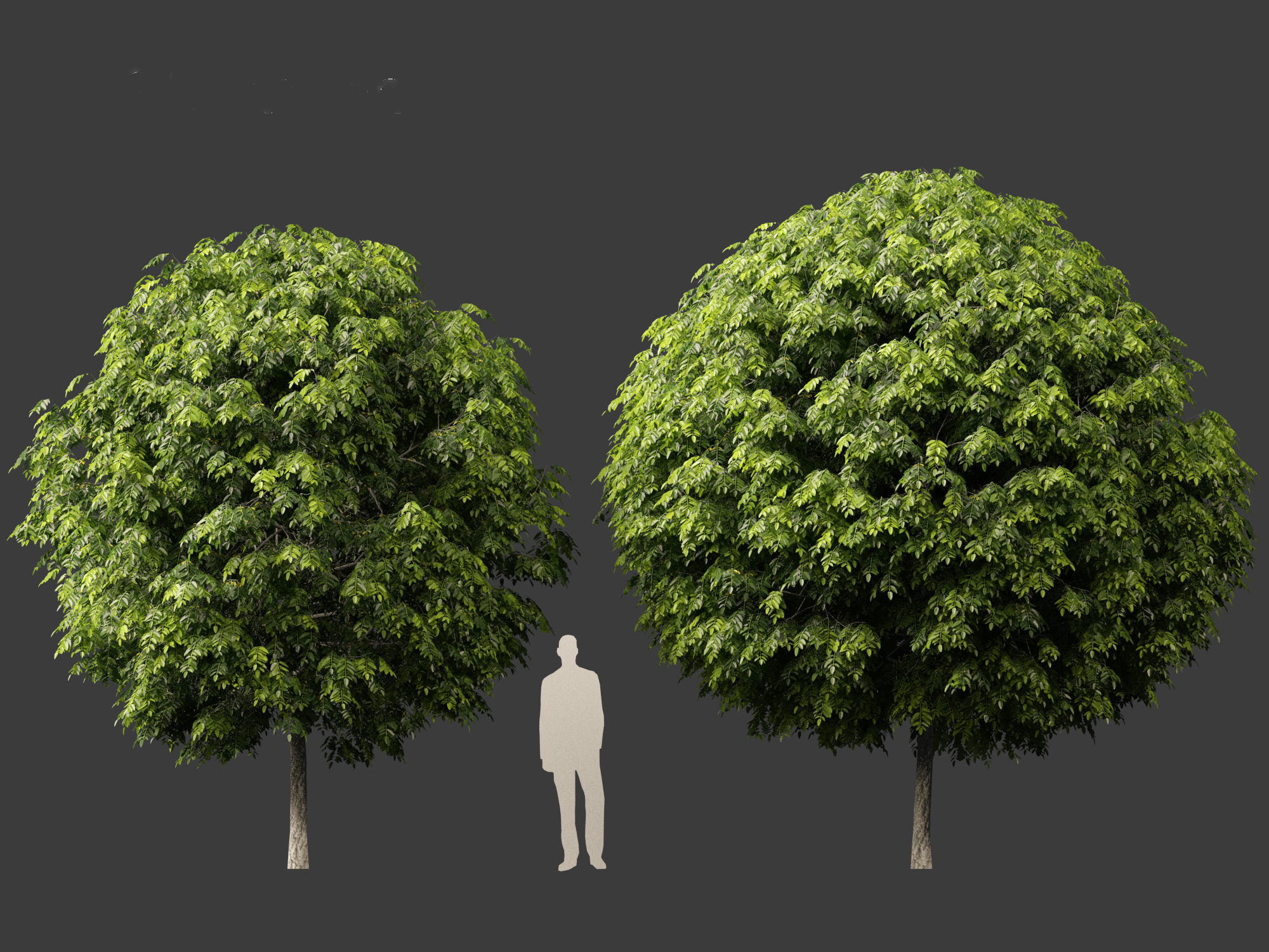 Robinia pseudoacacia - Black locust 05 3D model_5