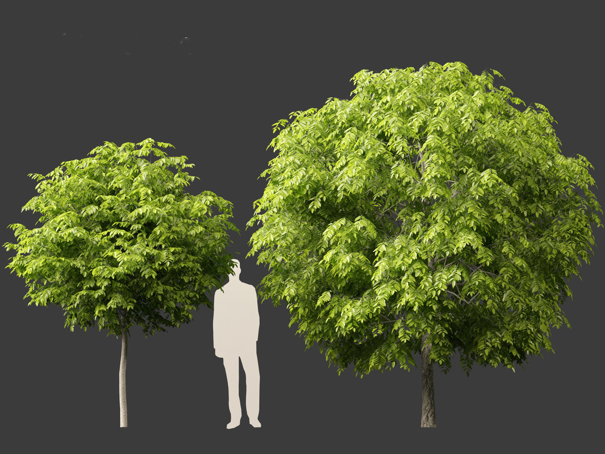 Robinia pseudoacacia - Black locust 05 3D model_3