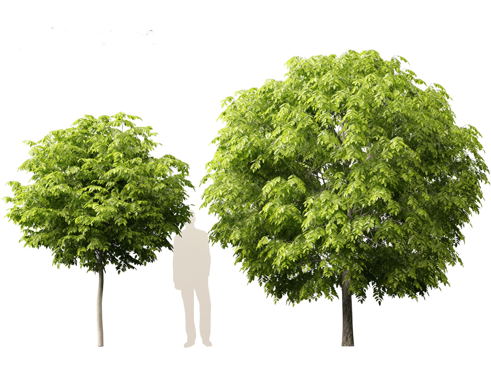 Robinia pseudoacacia - Black locust 05 3D model_2