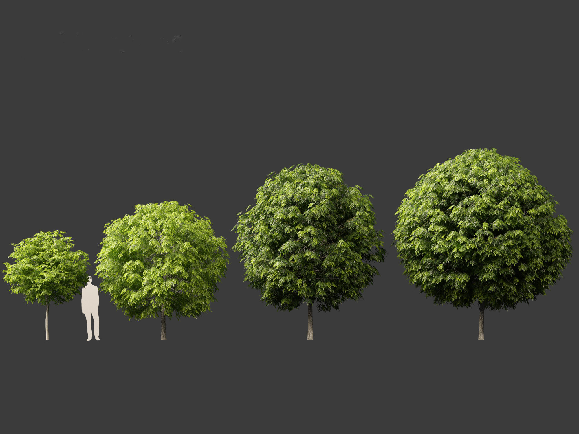 Robinia pseudoacacia - Black locust 05 3D model_1