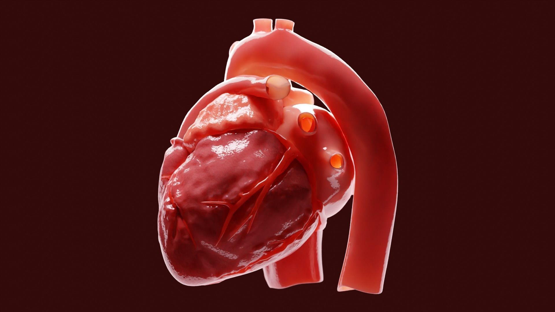 Human Heart 3D model_3