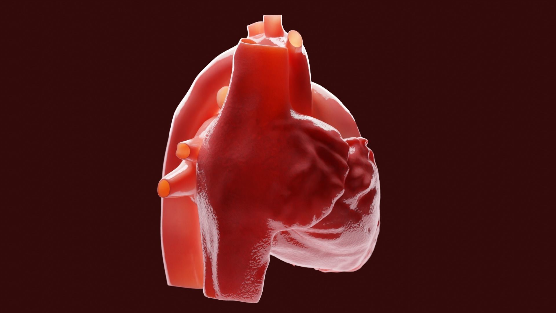 Human Heart 3D model_5