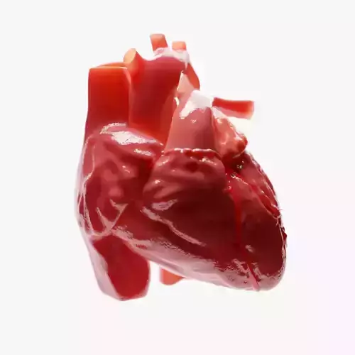 Human Heart