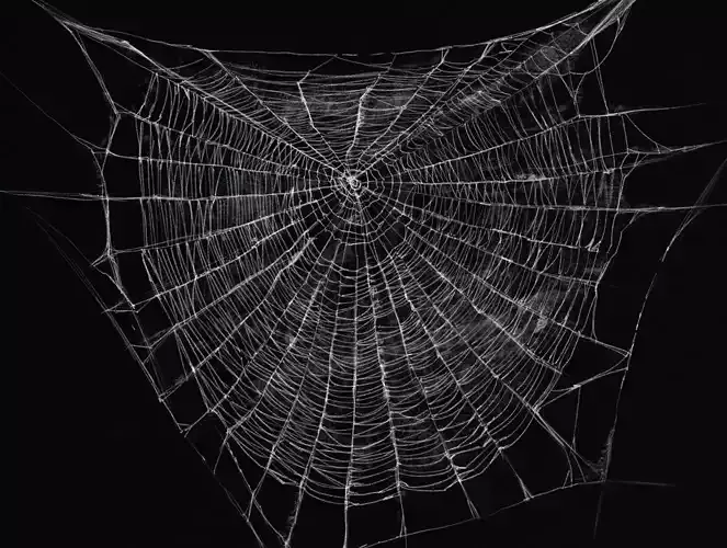 HQ Spiderweb Collection