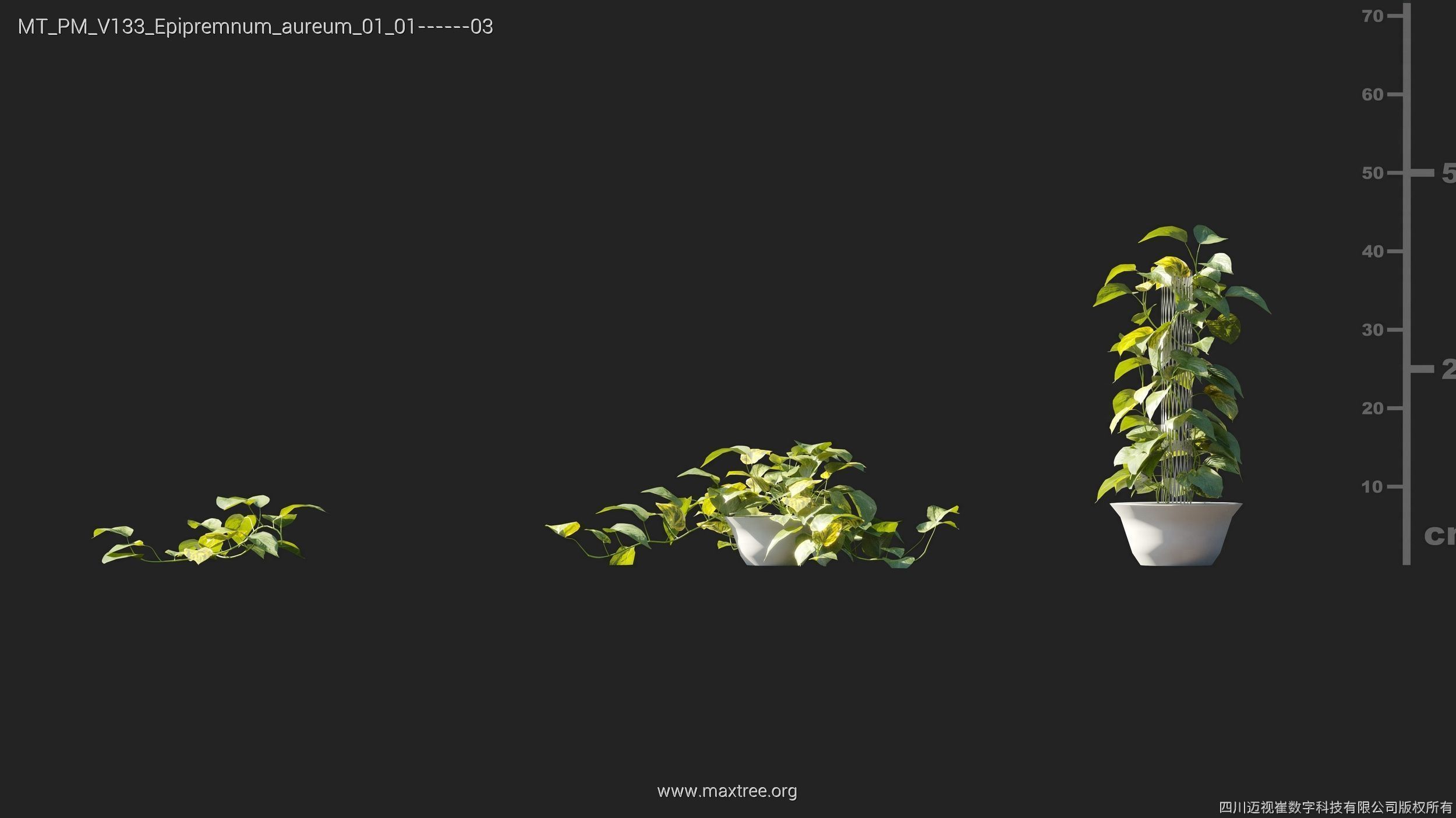 Maxtree Plant Models Vol 133 - Mesh 3D model_16