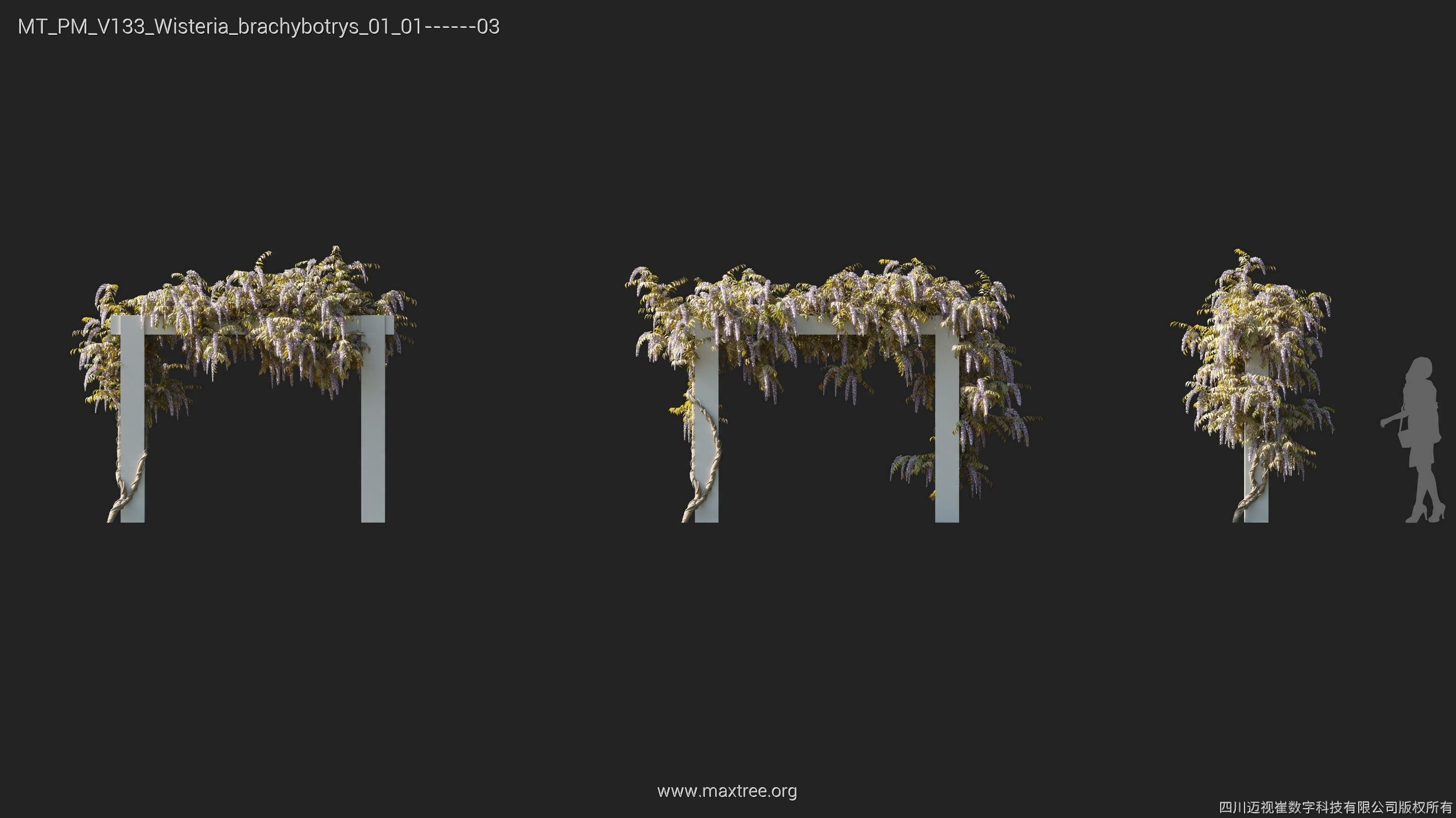 Maxtree Plant Models Vol 133 - Mesh 3D model_28