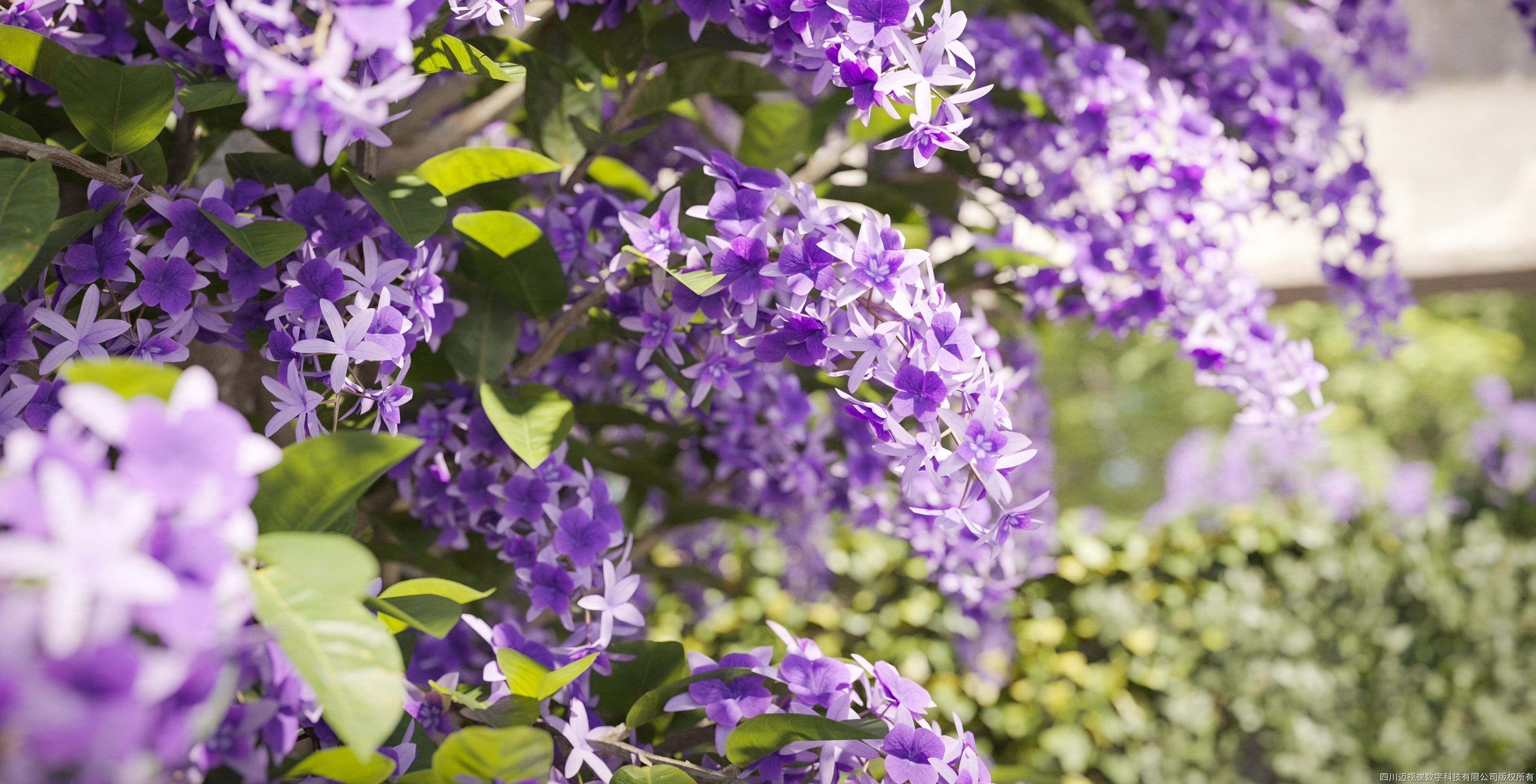 Maxtree Plant Models Vol 133 - Mesh 3D model_4