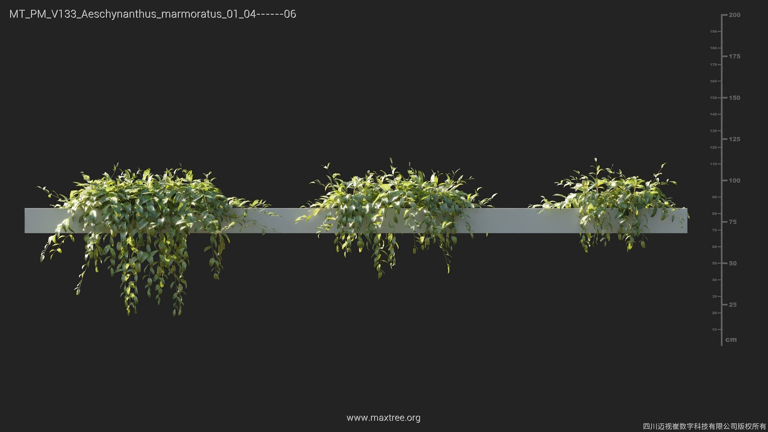 Maxtree Plant Models Vol 133 - Mesh 3D model_7