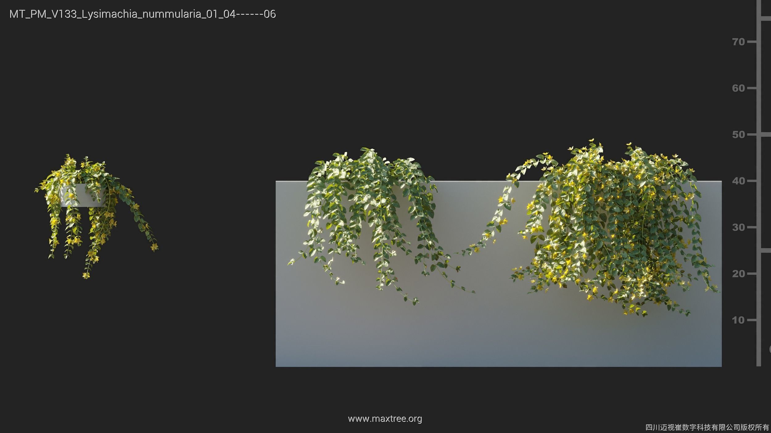 Maxtree Plant Models Vol 133 - Mesh 3D model_21