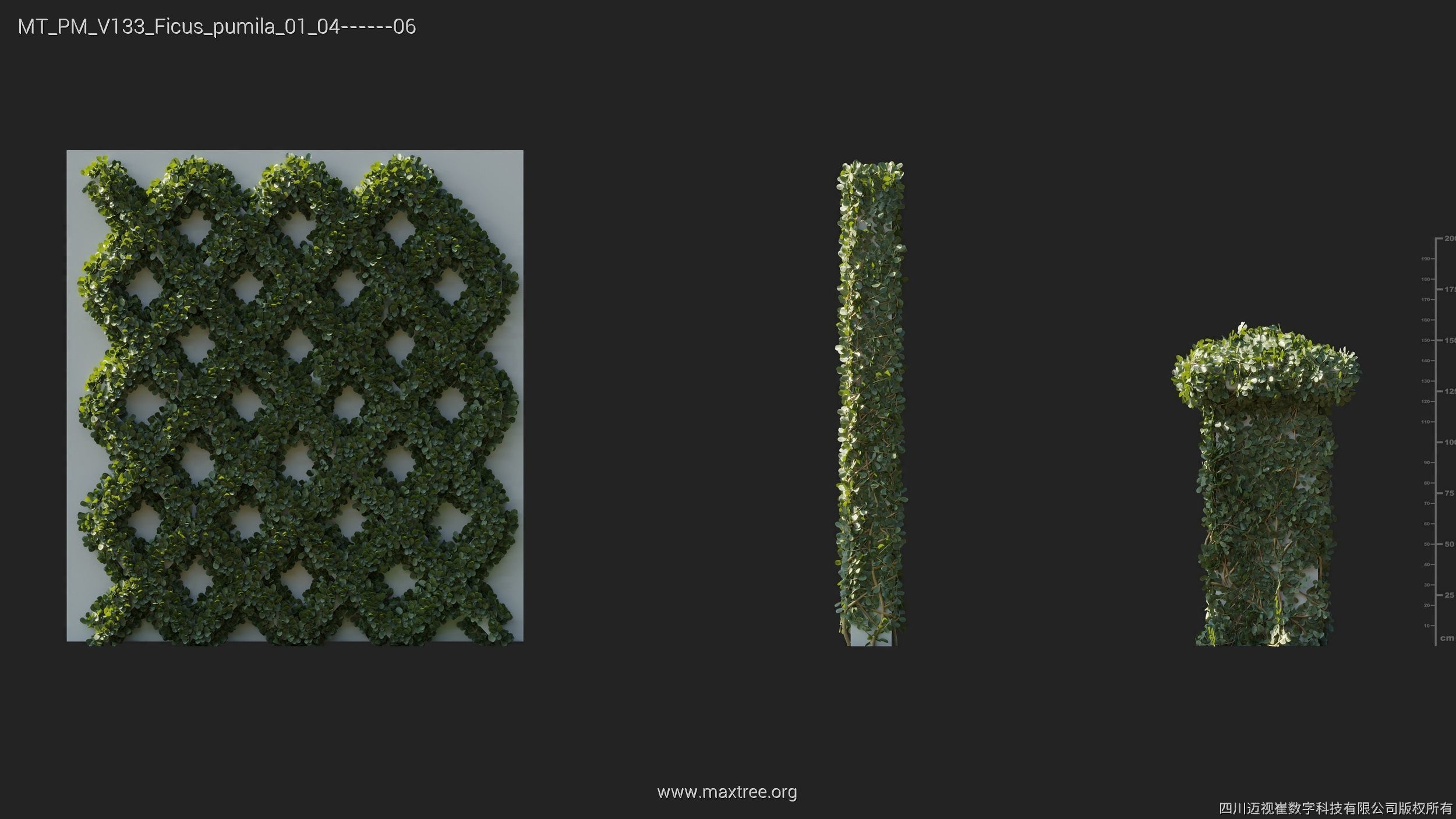 Maxtree Plant Models Vol 133 - Mesh 3D model_19