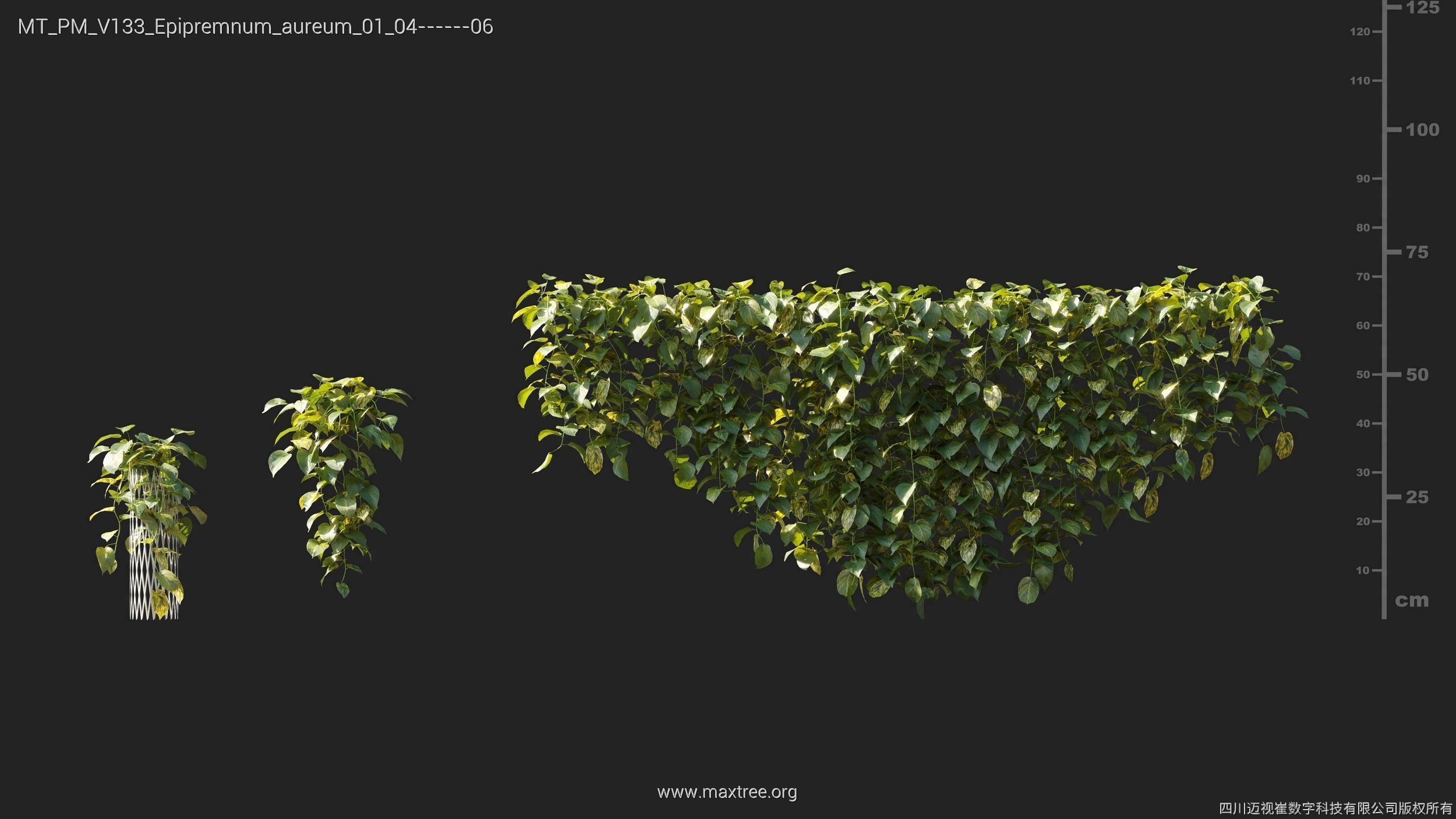 Maxtree Plant Models Vol 133 - Mesh 3D model_17