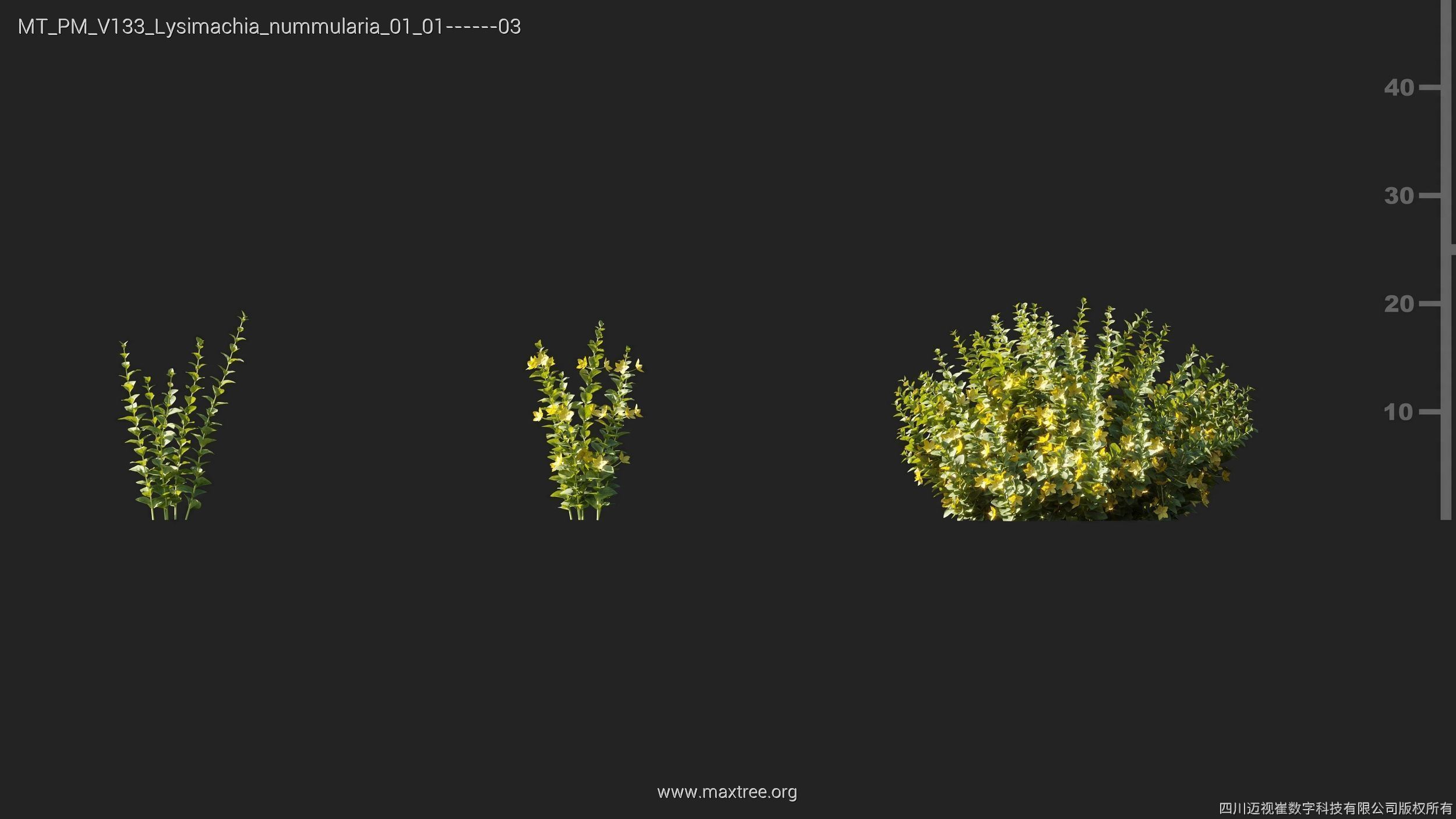 Maxtree Plant Models Vol 133 - Mesh 3D model_20