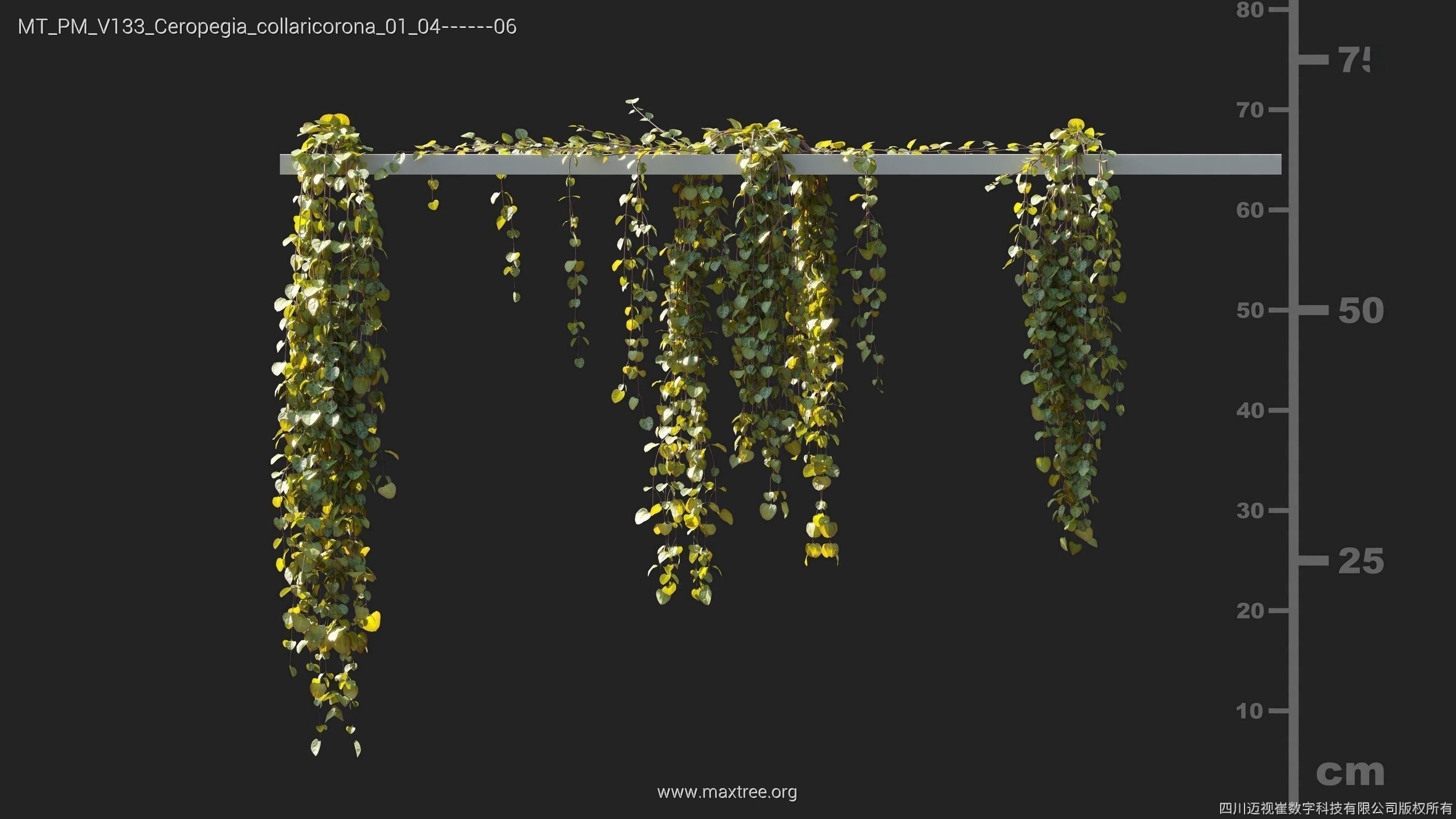 Maxtree Plant Models Vol 133 - Mesh 3D model_11