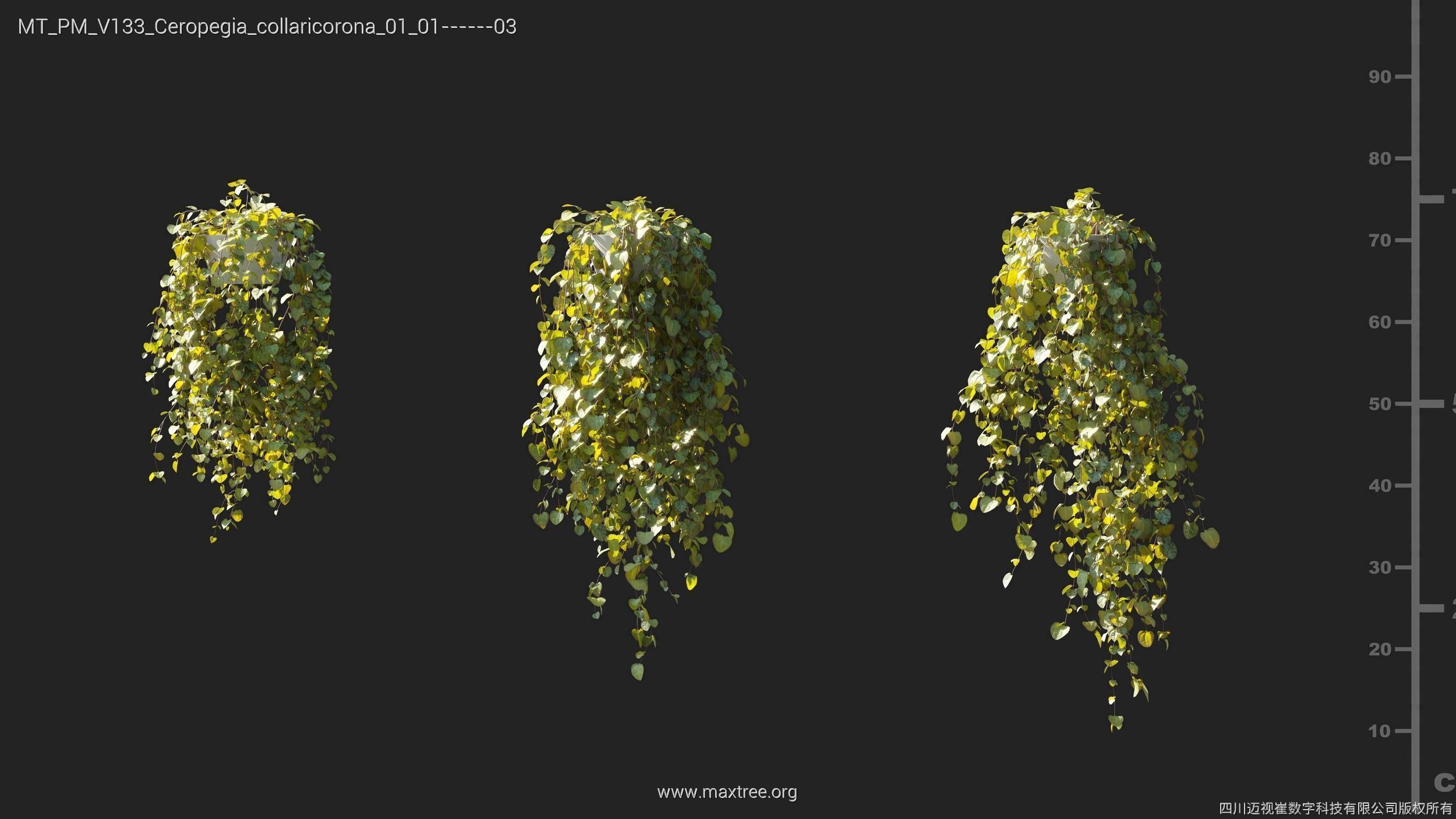 Maxtree Plant Models Vol 133 - Mesh 3D model_10