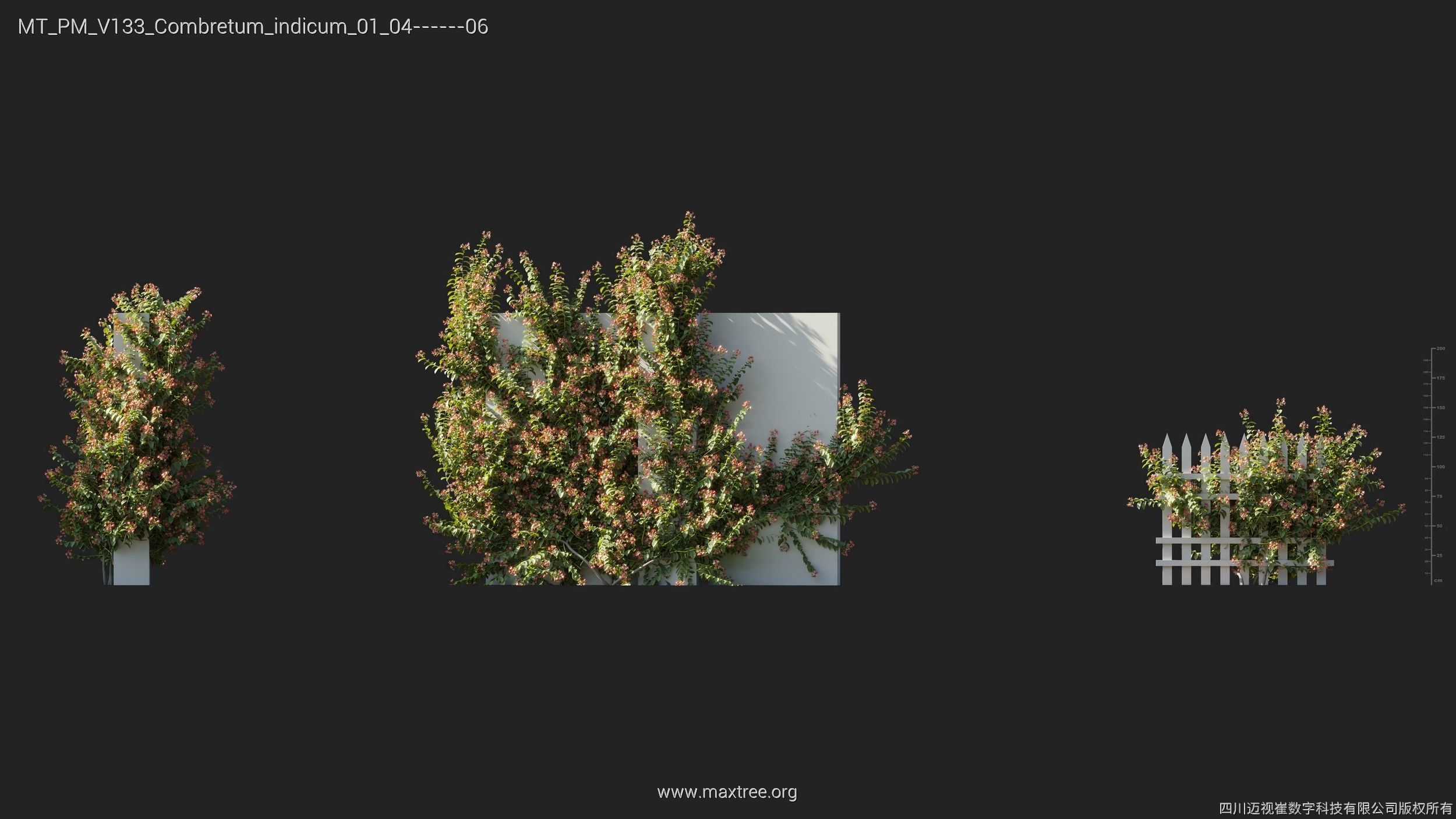 Maxtree Plant Models Vol 133 - Mesh 3D model_15