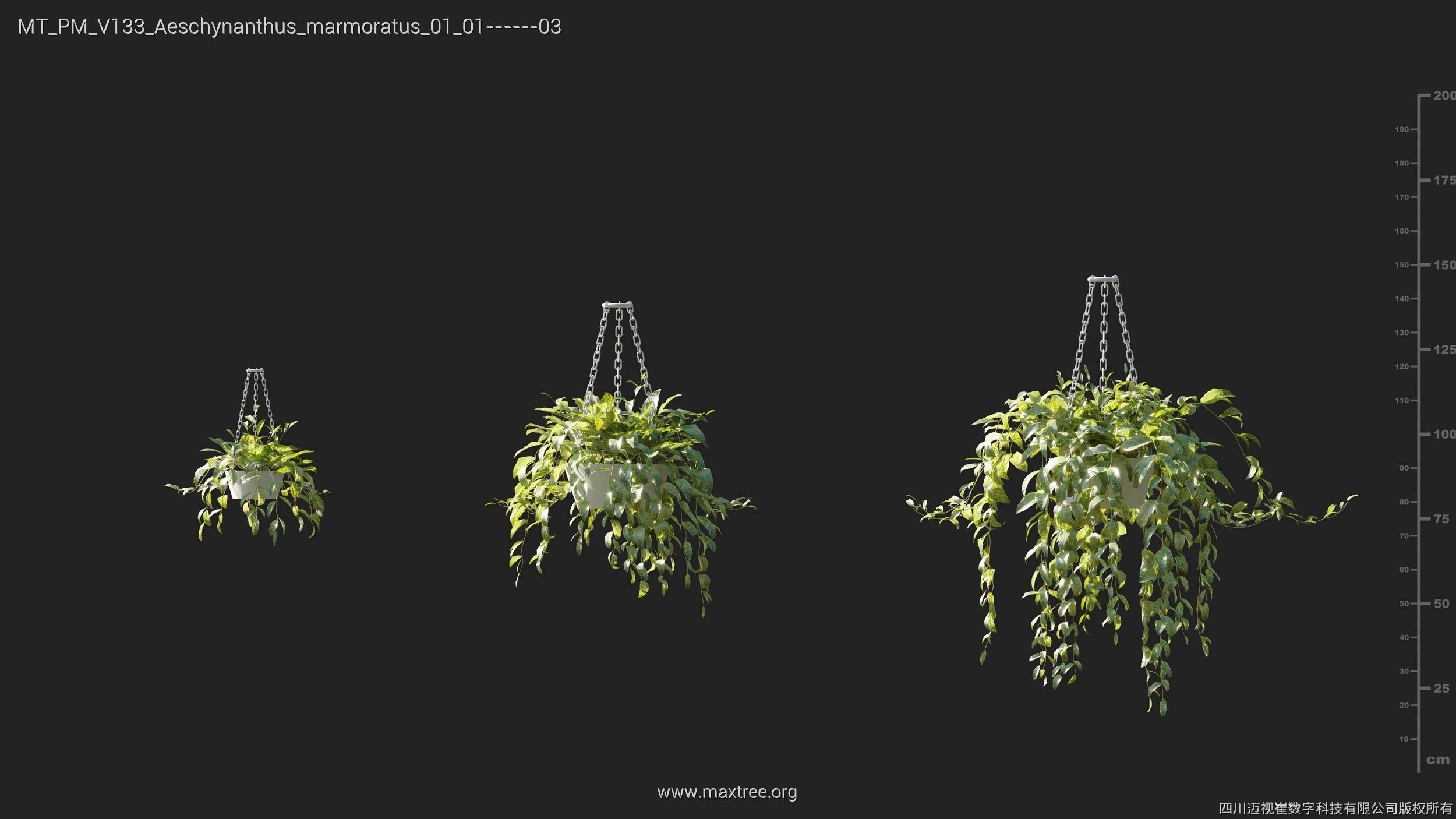 Maxtree Plant Models Vol 133 - Mesh 3D model_6