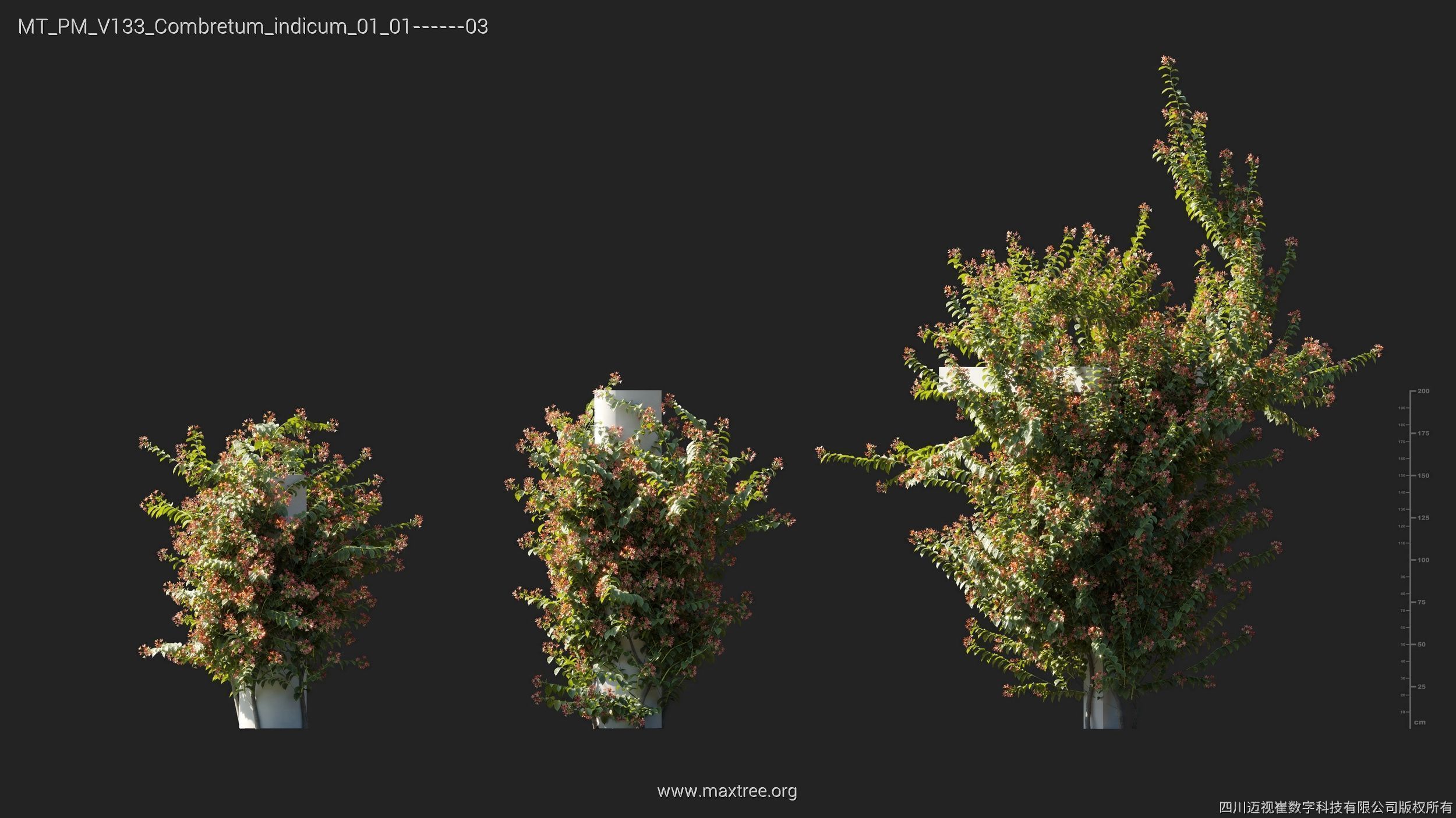 Maxtree Plant Models Vol 133 - Mesh 3D model_14