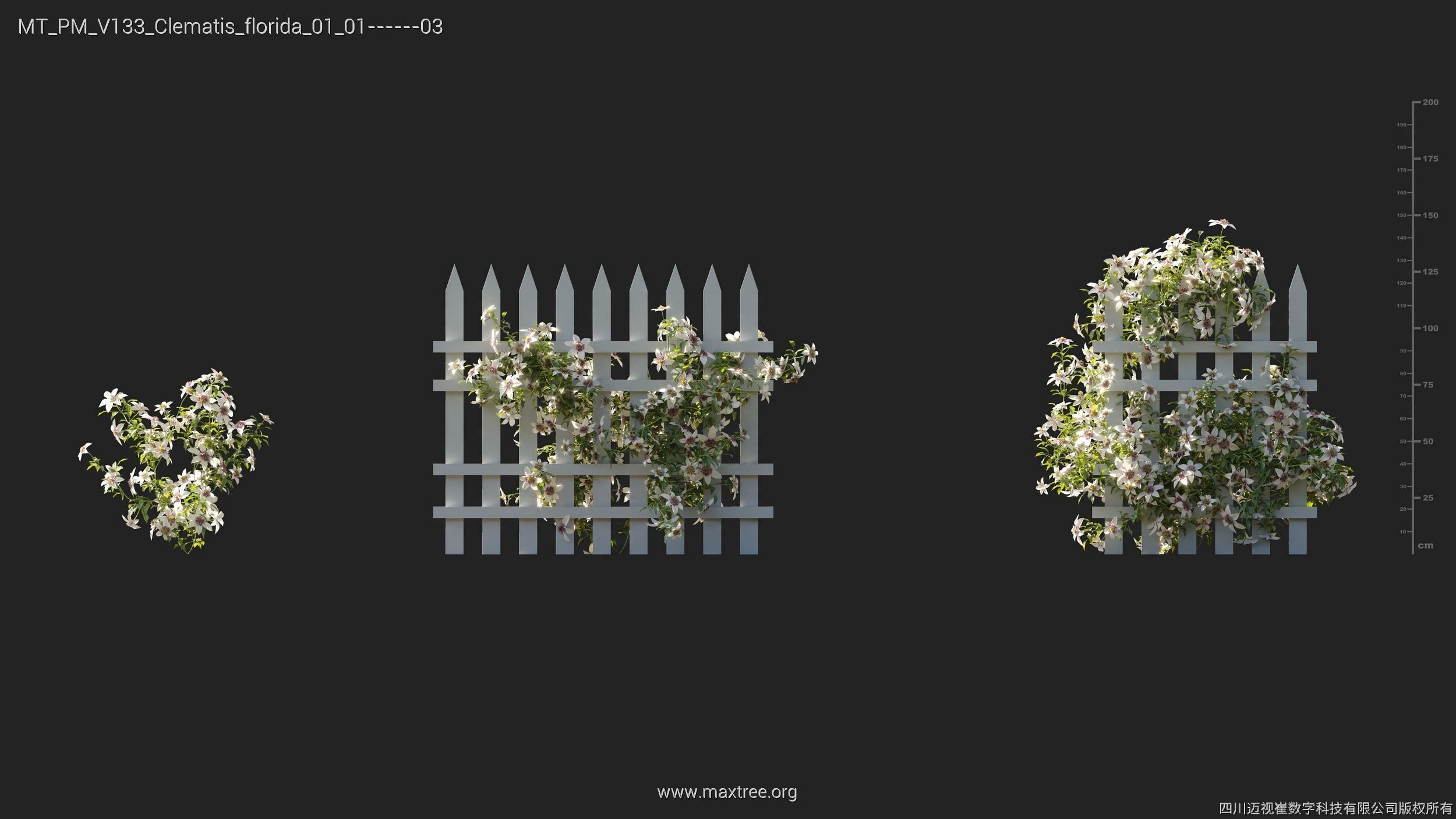 Maxtree Plant Models Vol 133 - Mesh 3D model_12