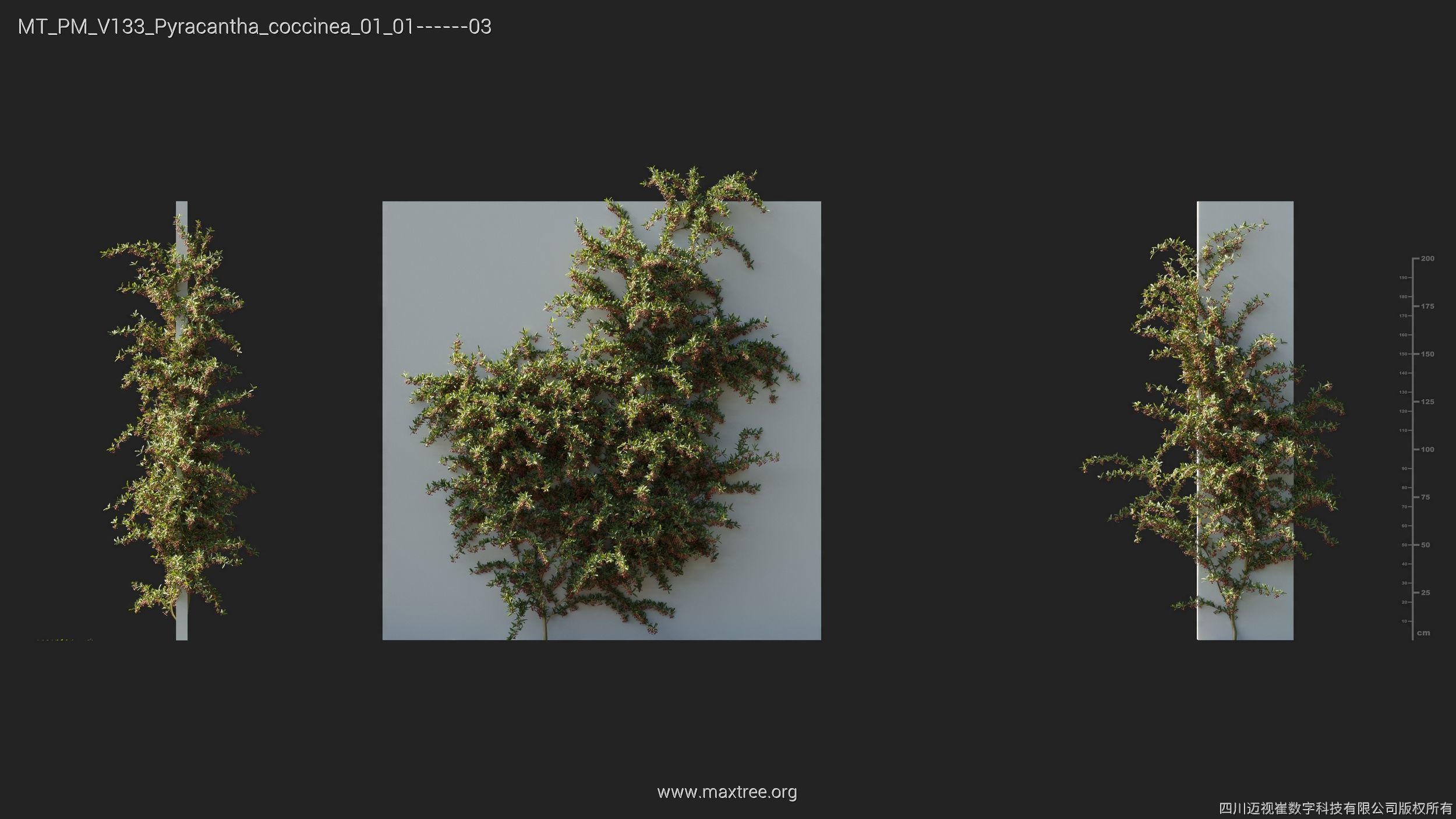 Maxtree Plant Models Vol 133 - Mesh 3D model_24