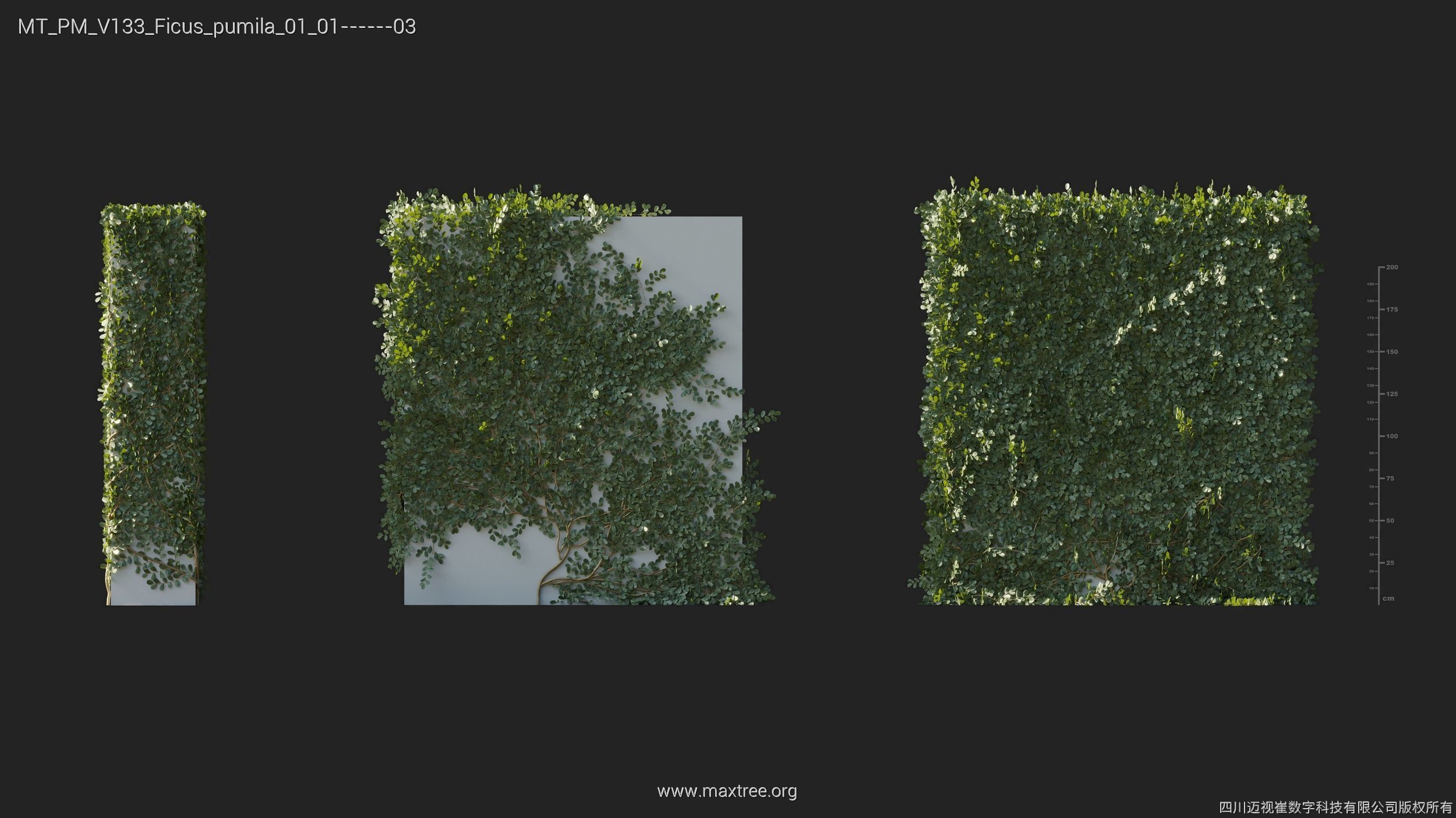 Maxtree Plant Models Vol 133 - Mesh 3D model_18