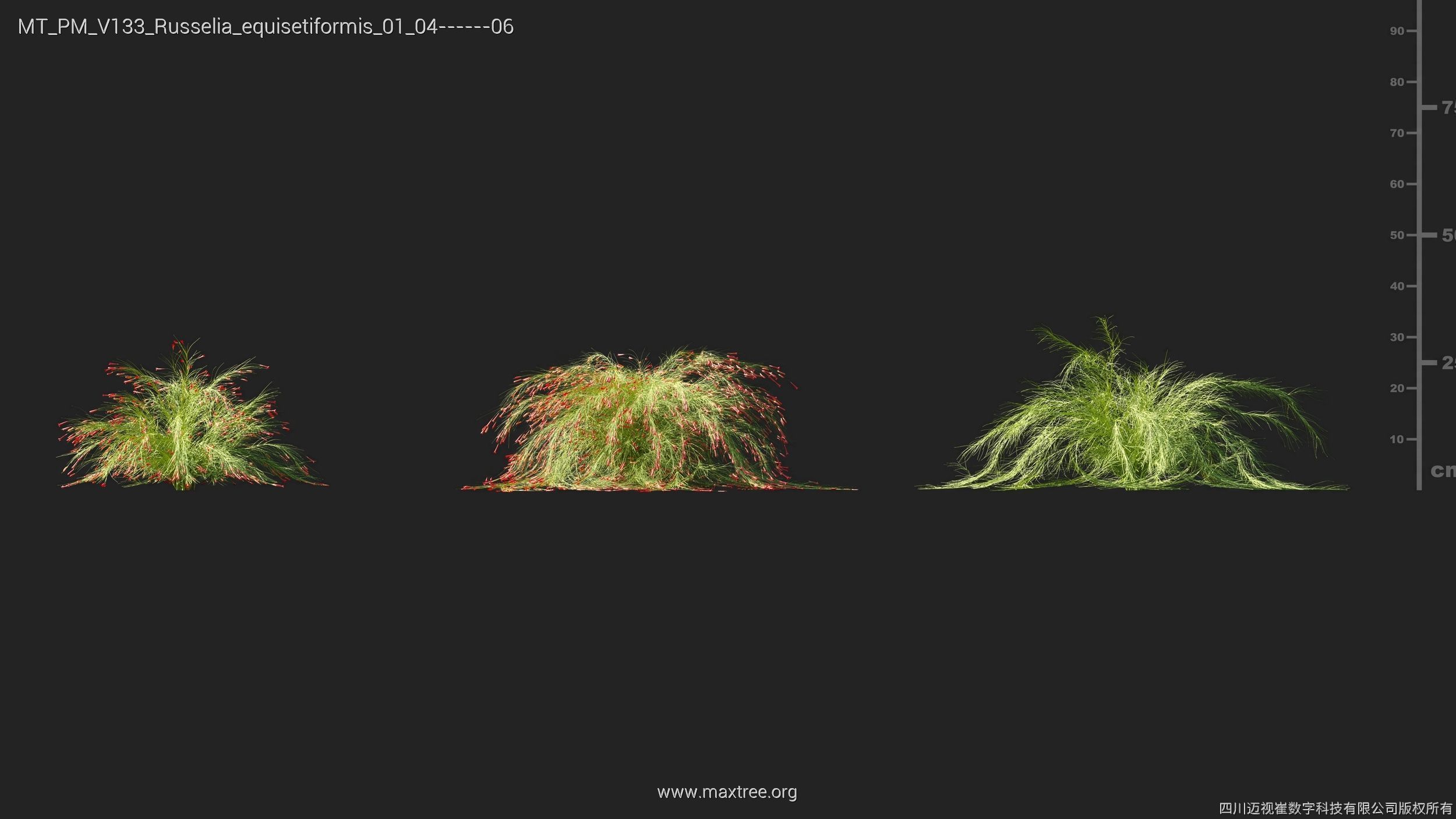 Maxtree Plant Models Vol 133 - Mesh 3D model_27