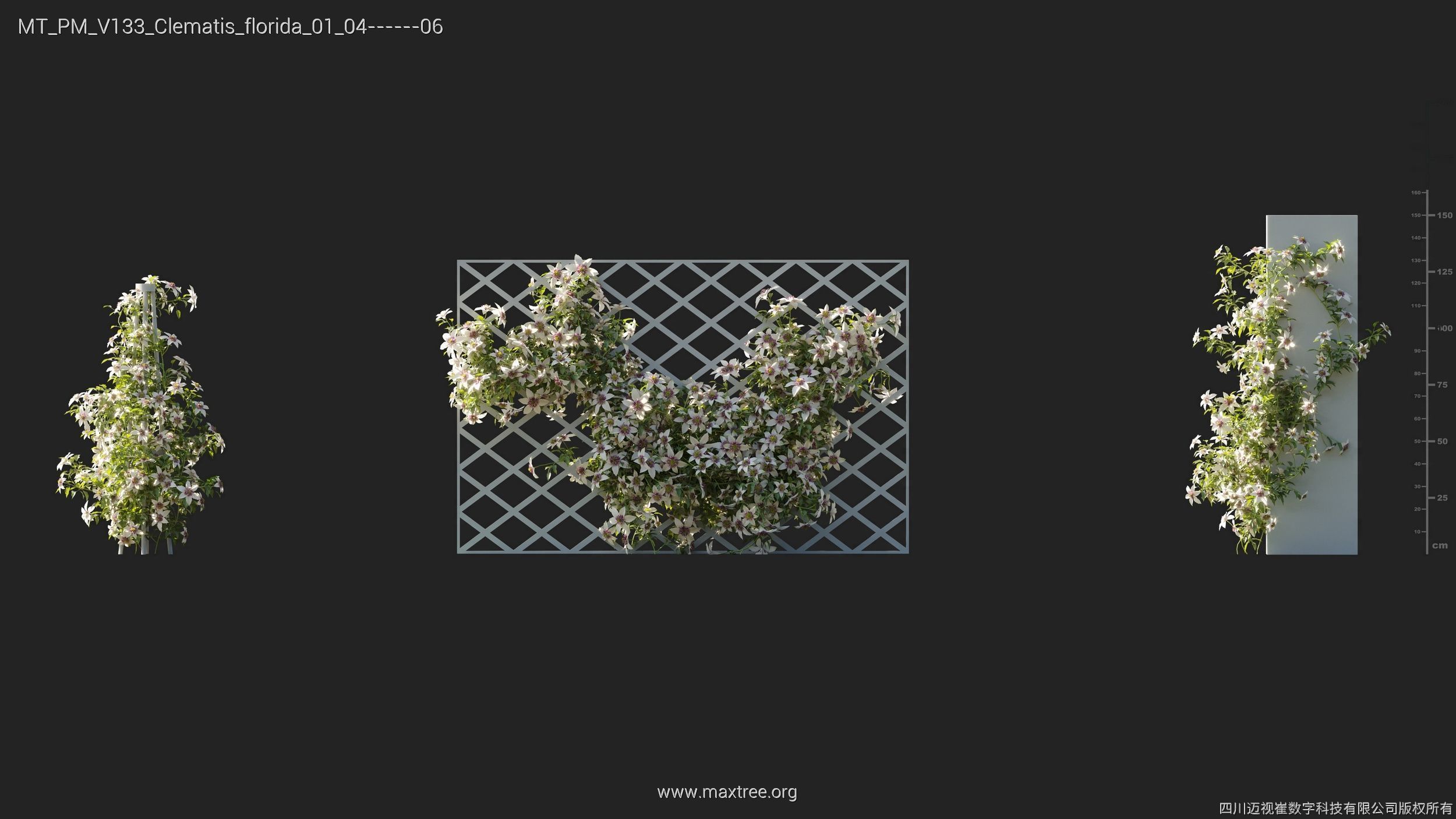 Maxtree Plant Models Vol 133 - Mesh 3D model_13