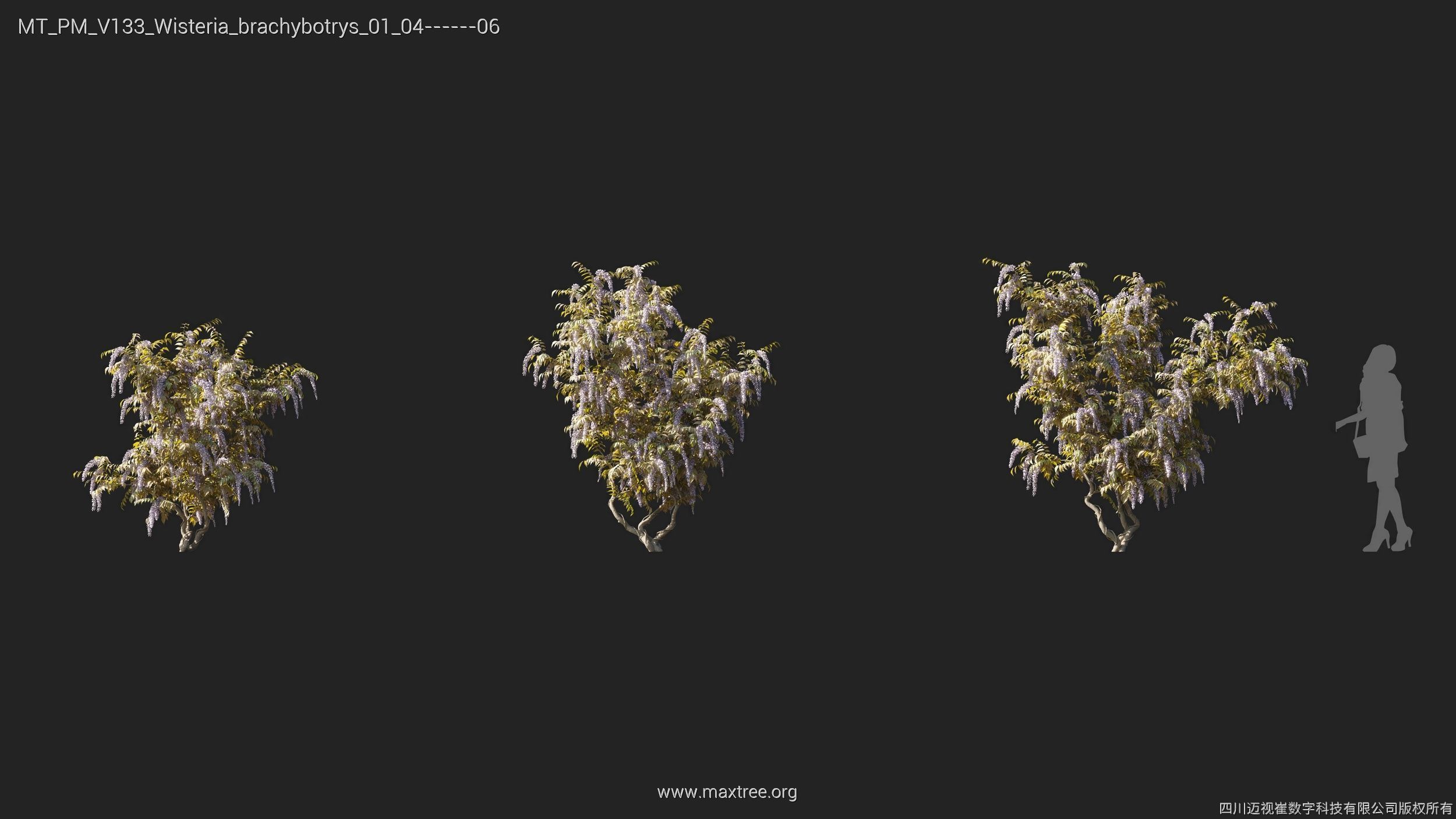 Maxtree Plant Models Vol 133 - Mesh 3D model_29