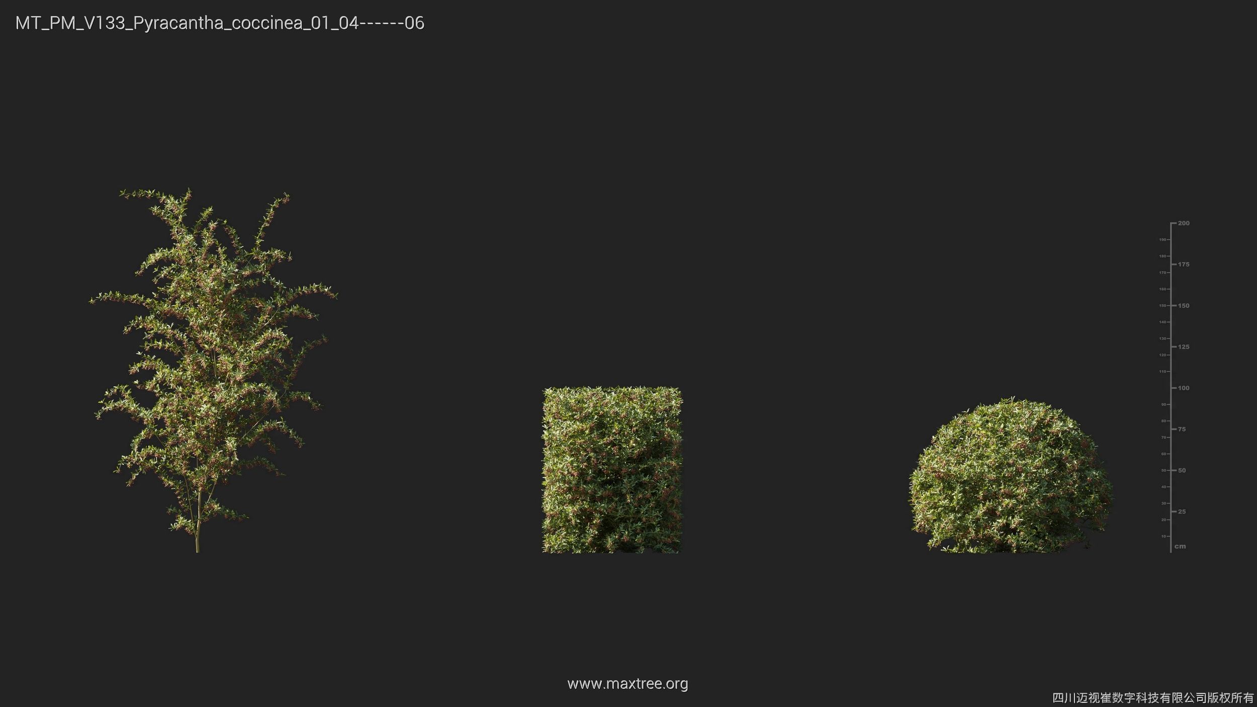 Maxtree Plant Models Vol 133 - Mesh 3D model_25