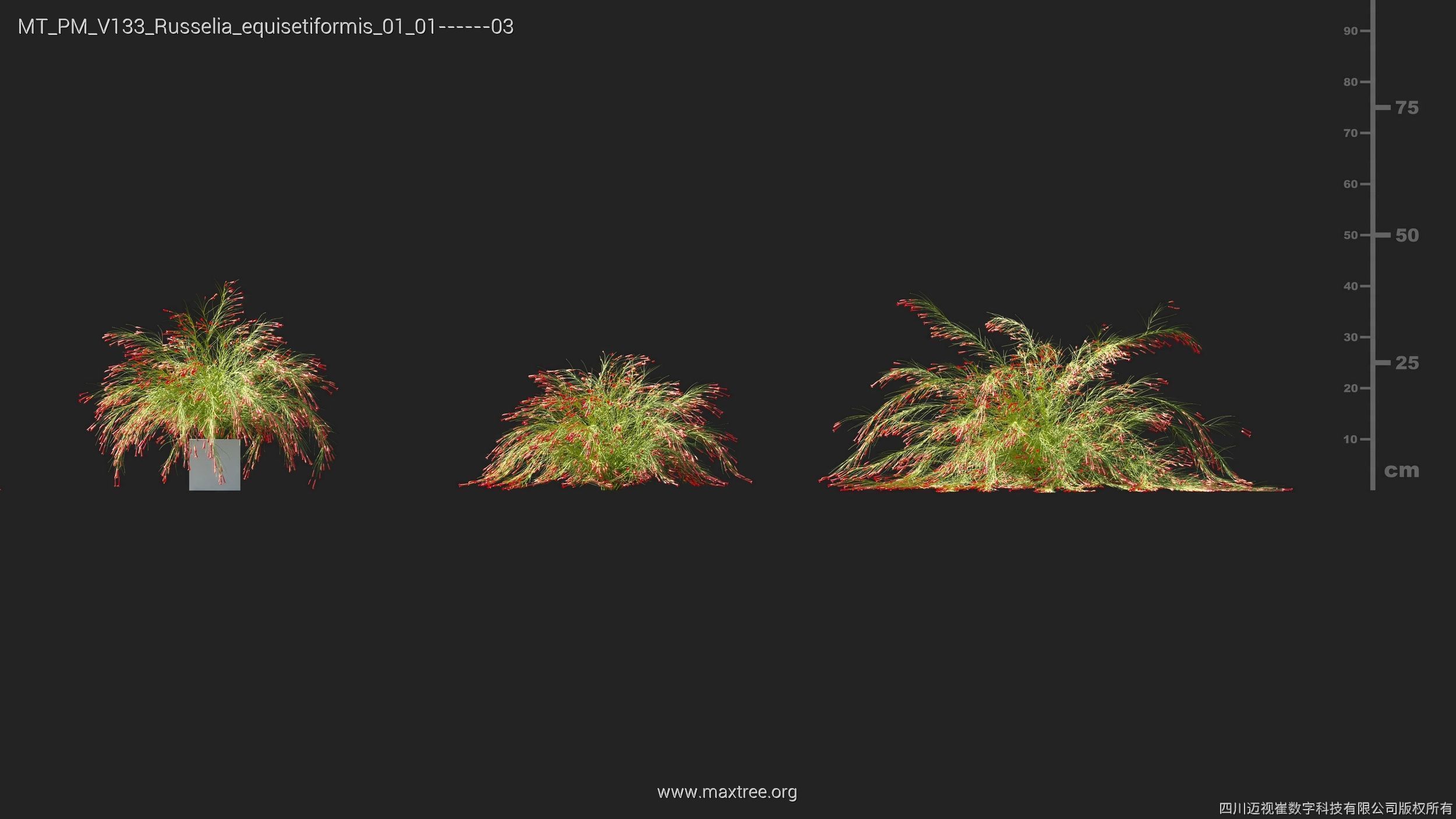 Maxtree Plant Models Vol 133 - Mesh 3D model_26