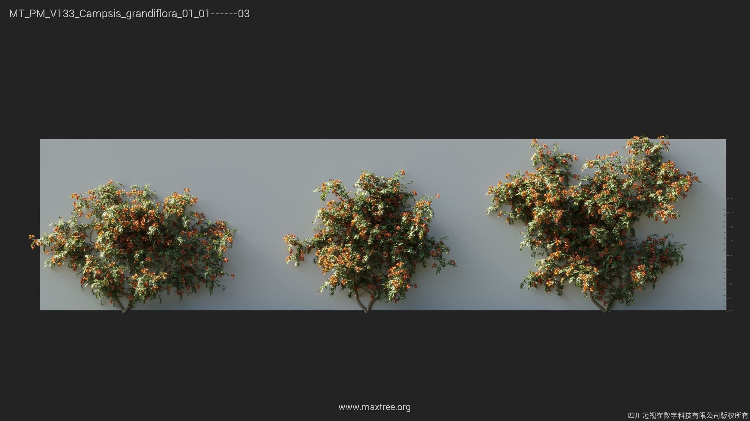 Maxtree Plant Models Vol 133 - Mesh 3D model_8