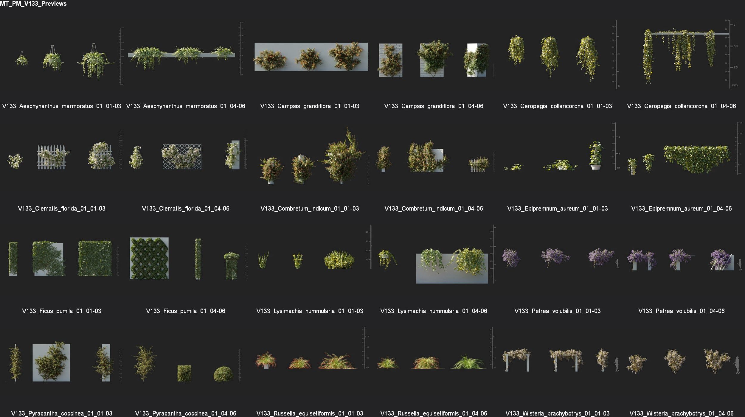 Maxtree Plant Models Vol 133 - Mesh 3D model_5