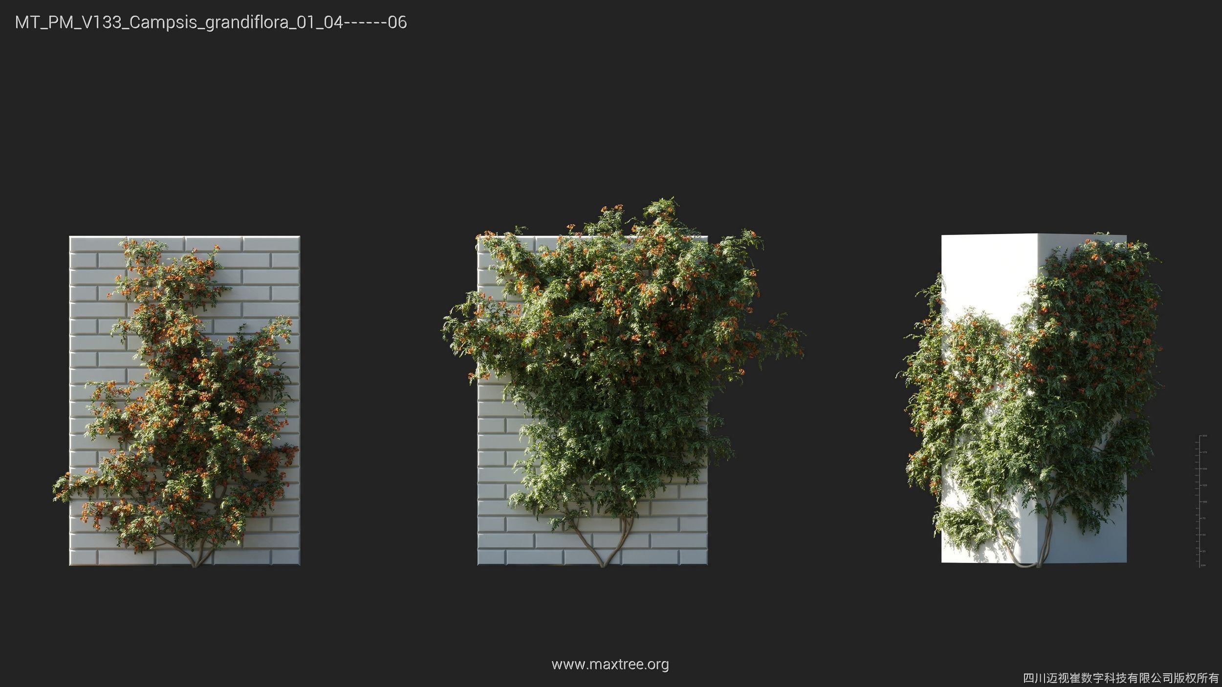 Maxtree Plant Models Vol 133 - Mesh 3D model_9