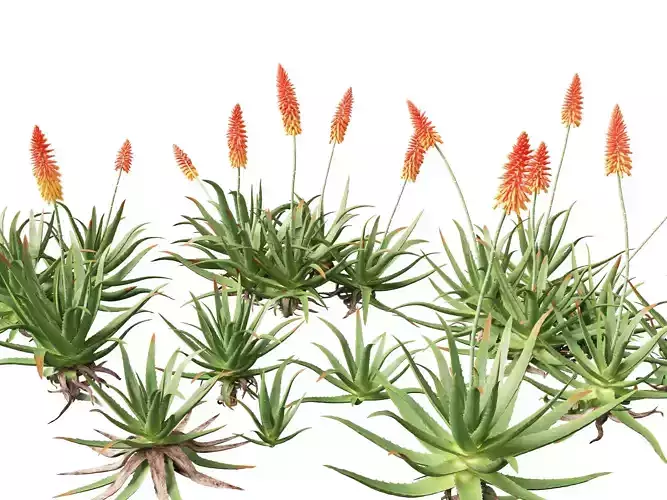 Aloe barbadensis - Aloe vera 3D model
