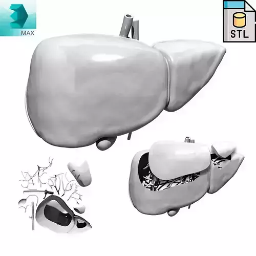 Printable Human Liver Anatomy 3 in1 3D print model