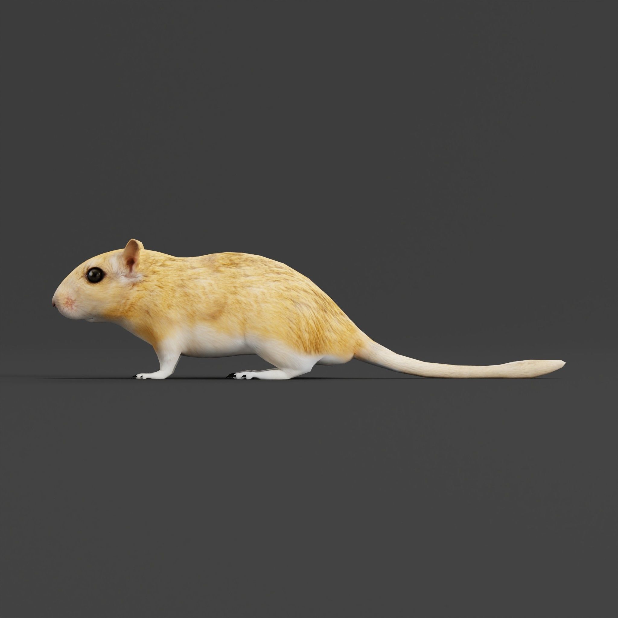 Mongolian Gerbil Rat Rodent Low-poly 3D model_3