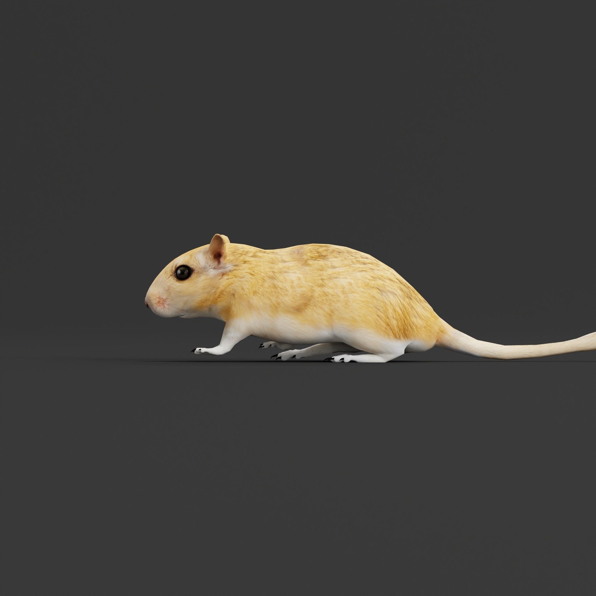 Mongolian Gerbil Rat Rodent Low-poly 3D model_5