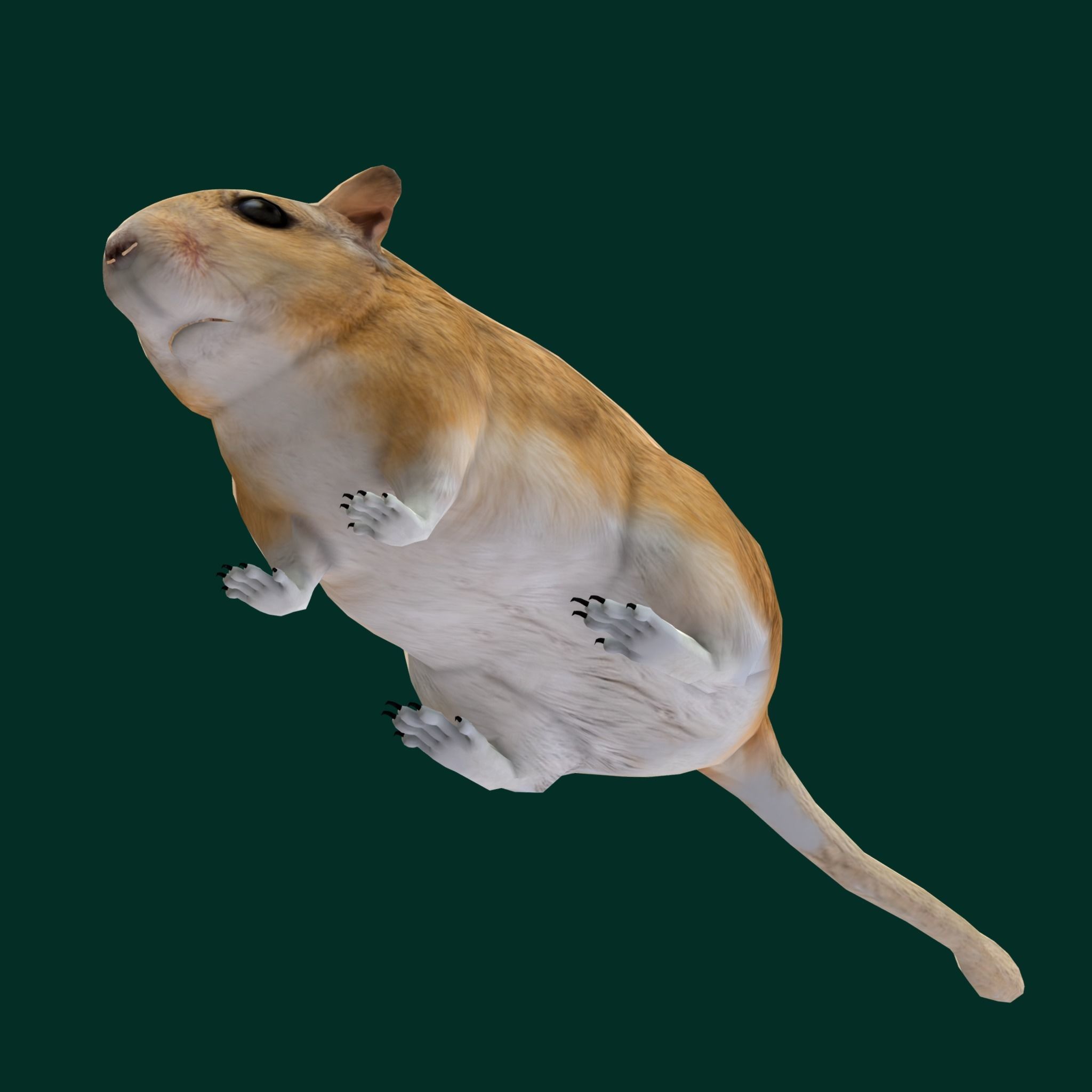 Mongolian Gerbil Rat Rodent Low-poly 3D model_18