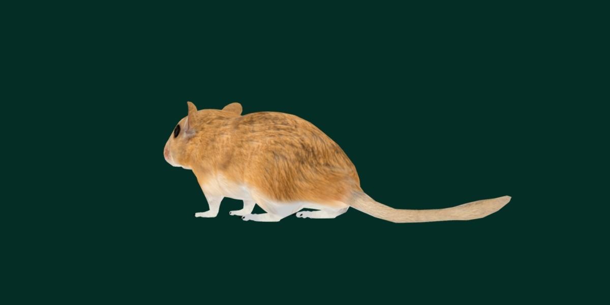 Mongolian Gerbil Rat Rodent Low-poly 3D model_23