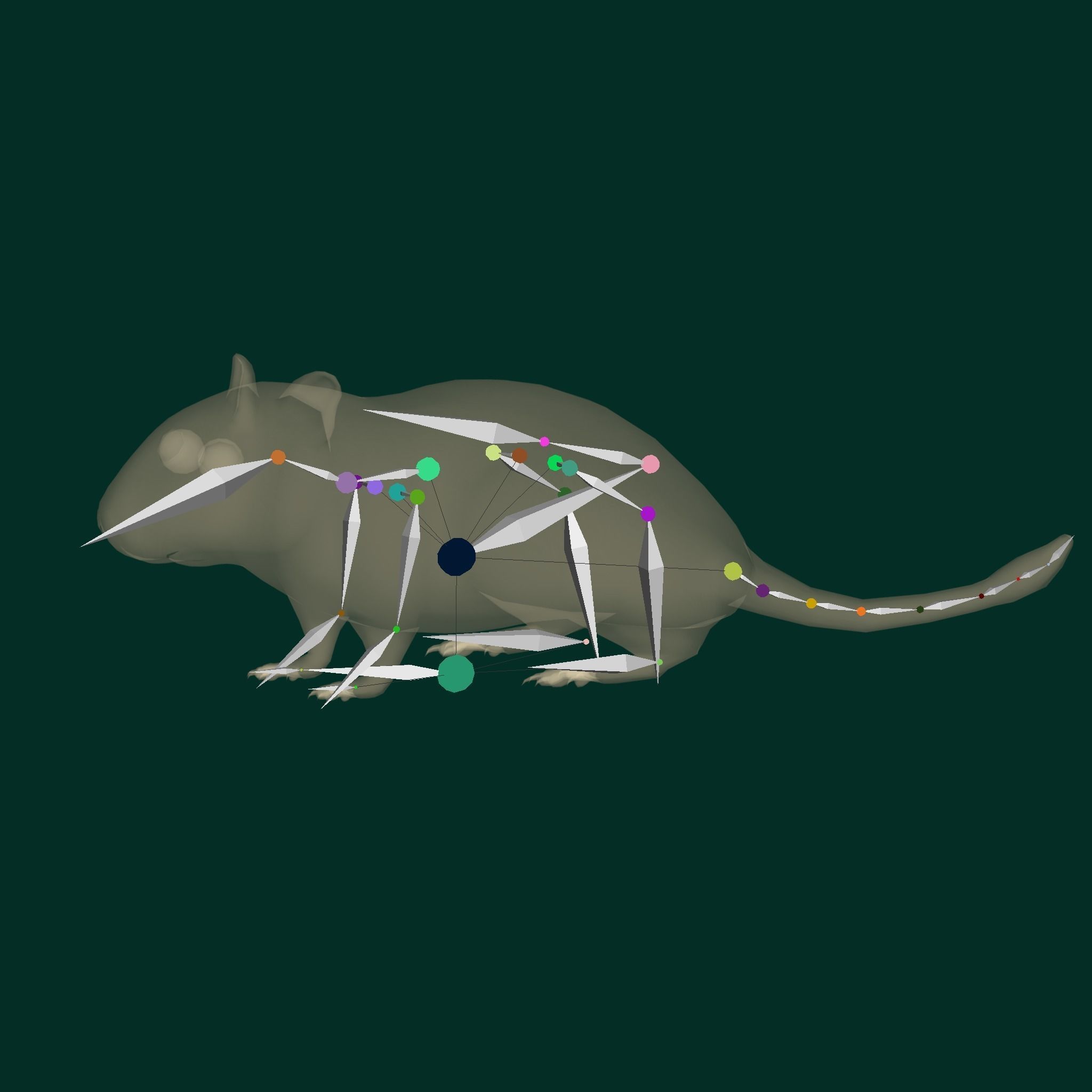 Mongolian Gerbil Rat Rodent Low-poly 3D model_29