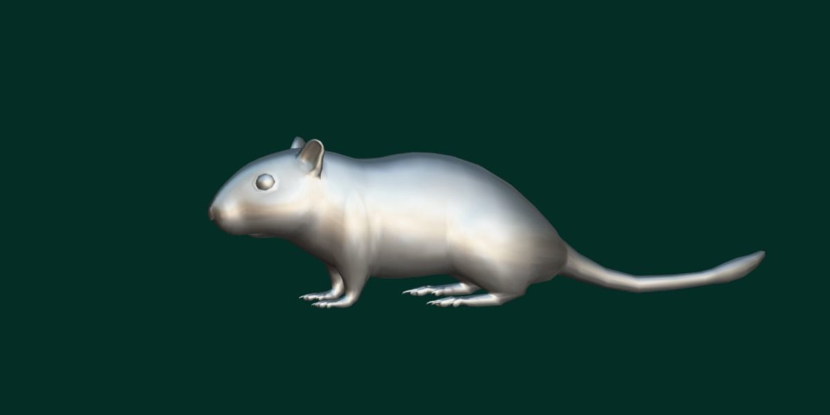 Mongolian Gerbil Rat Rodent Low-poly 3D model_11