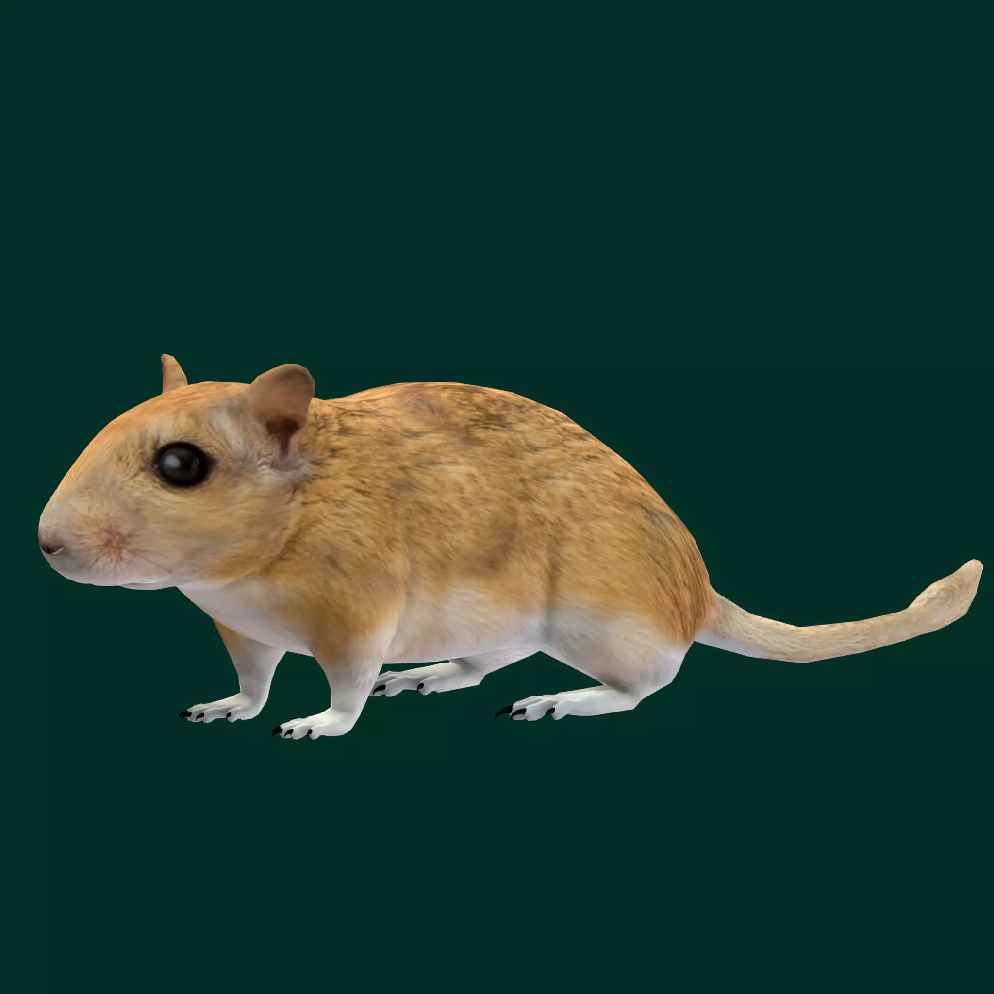 Mongolian Gerbil Rat Rodent Low-poly 3D model_0