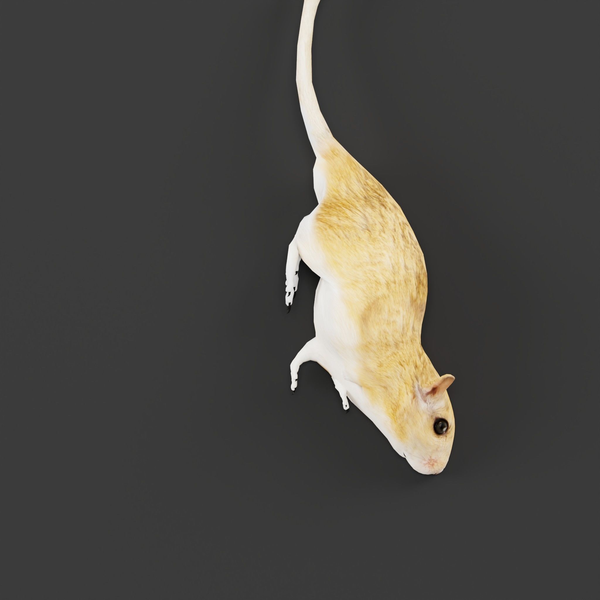 Mongolian Gerbil Rat Rodent Low-poly 3D model_7