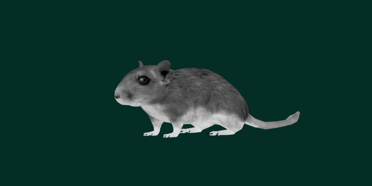 Mongolian Gerbil Rat Rodent Low-poly 3D model_10