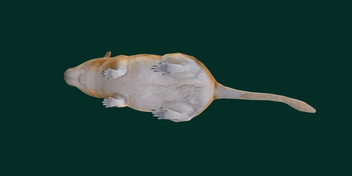 Mongolian Gerbil Rat Rodent Low-poly 3D model_22