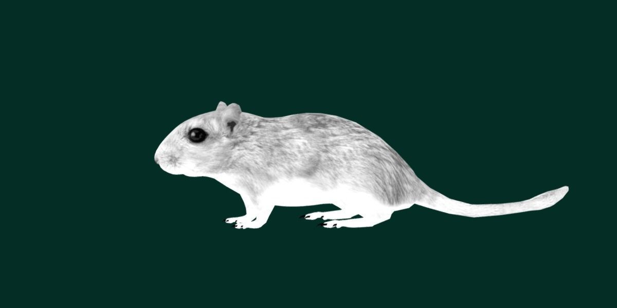 Mongolian Gerbil Rat Rodent Low-poly 3D model_25