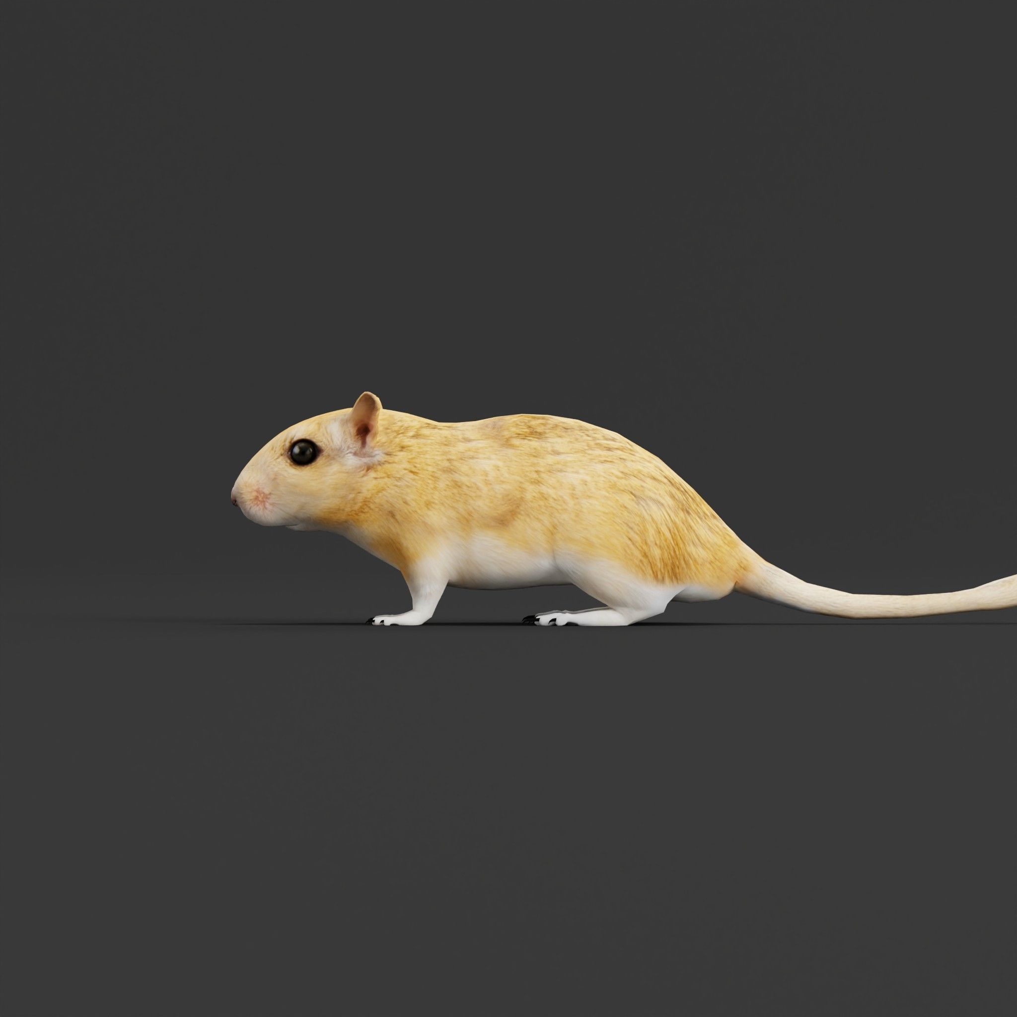 Mongolian Gerbil Rat Rodent Low-poly 3D model_6