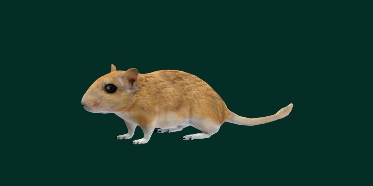 Mongolian Gerbil Rat Rodent Low-poly 3D model_9