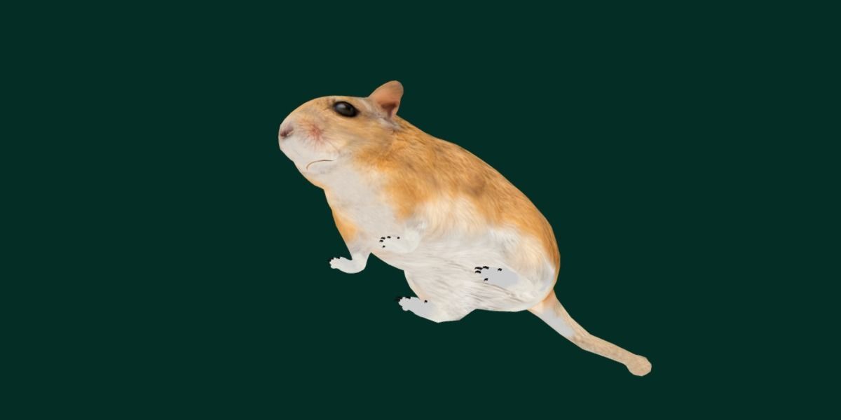 Mongolian Gerbil Rat Rodent Low-poly 3D model_26