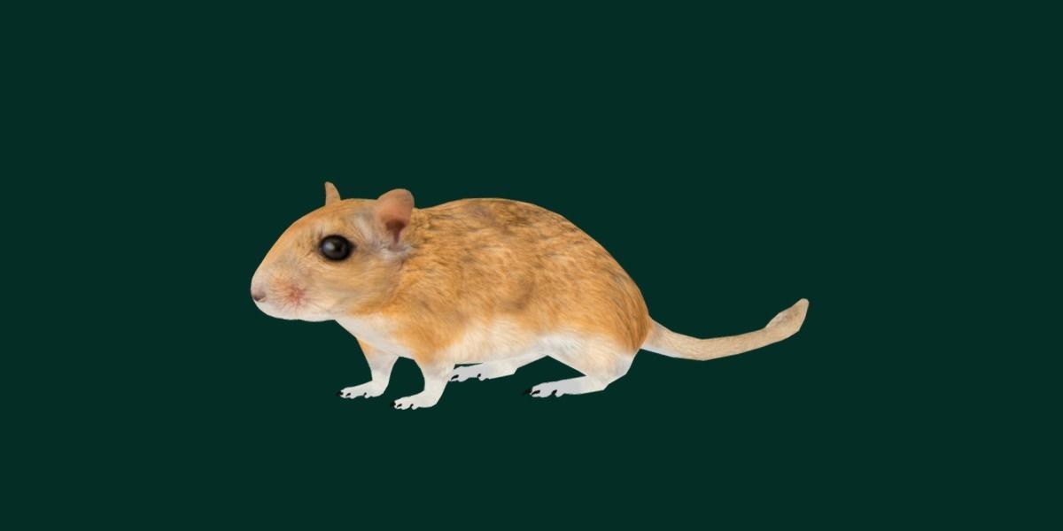 Mongolian Gerbil Rat Rodent Low-poly 3D model_21