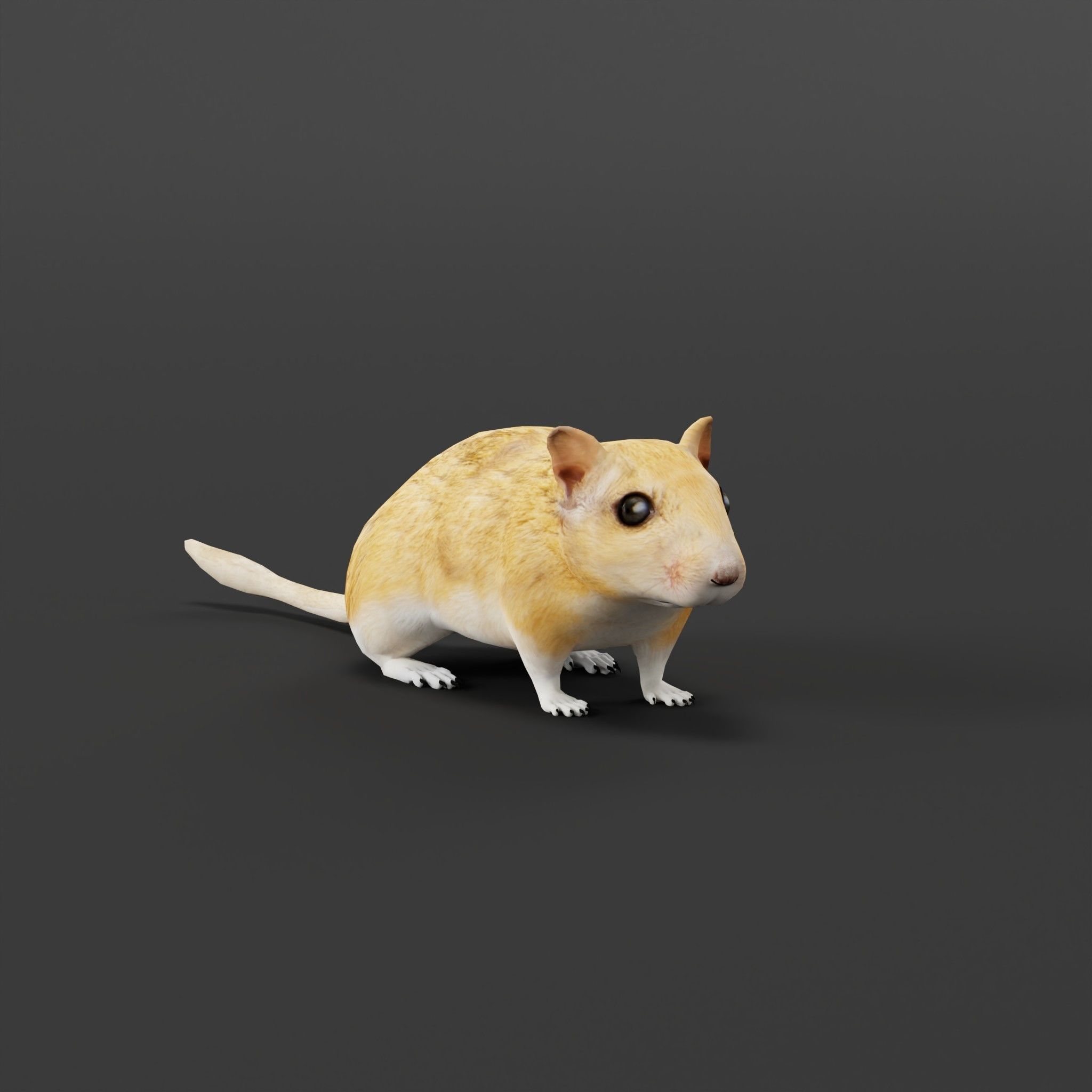 Mongolian Gerbil Rat Rodent Low-poly 3D model_8